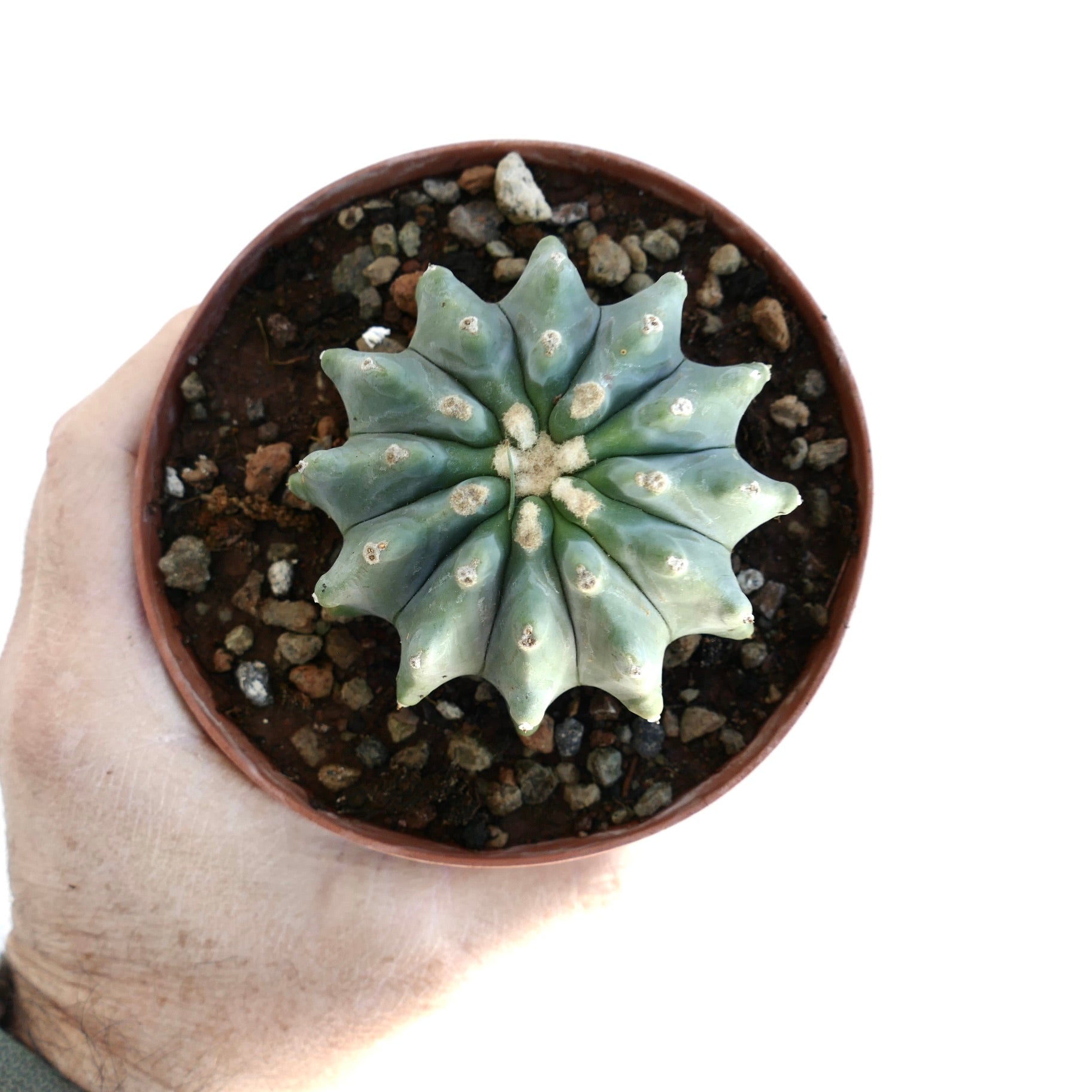 Ferocactus glaucescens succulent cactus with rounded ribs and small white areoles in pot