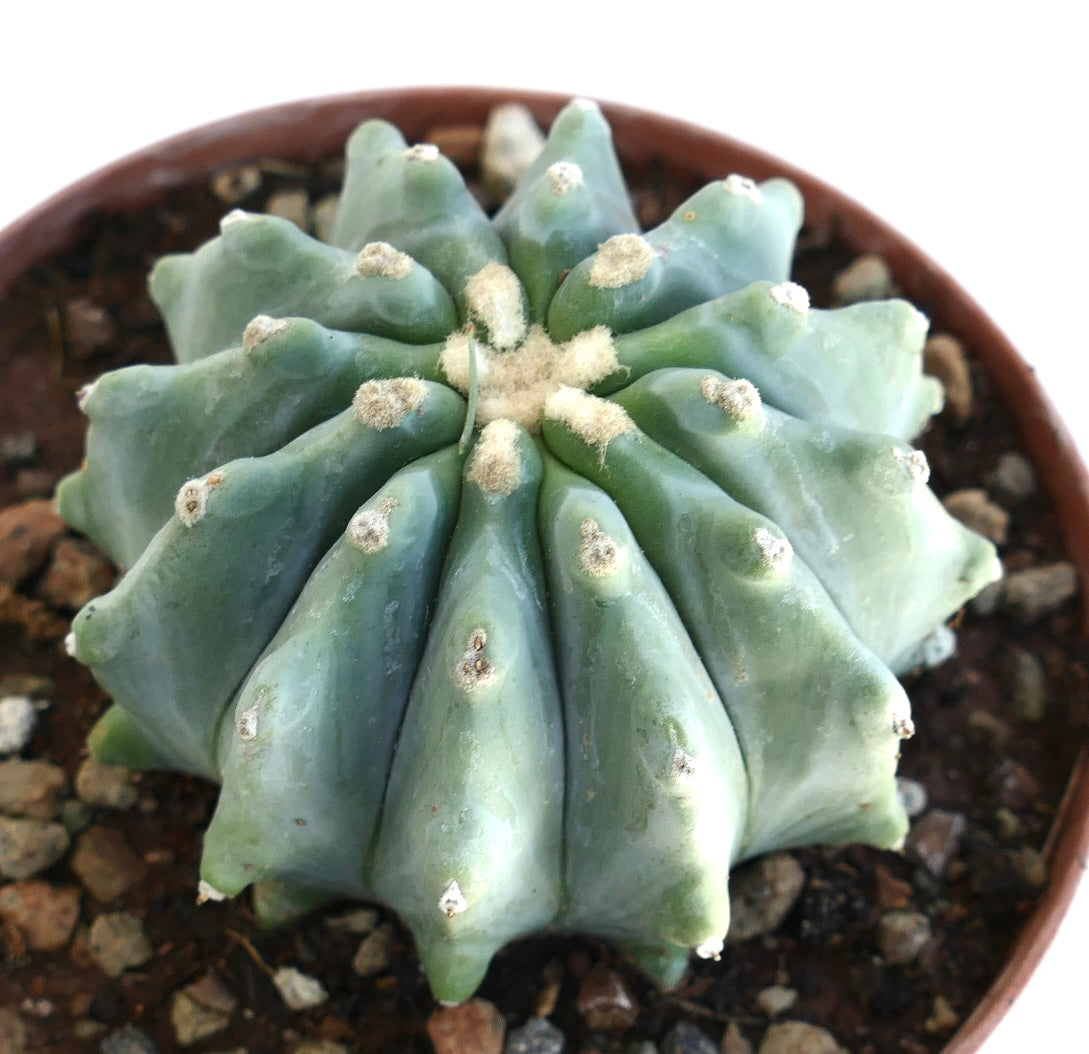 Ferocactus glaucescens succulent cactus with blue-green ribs and woolly areoles in pot