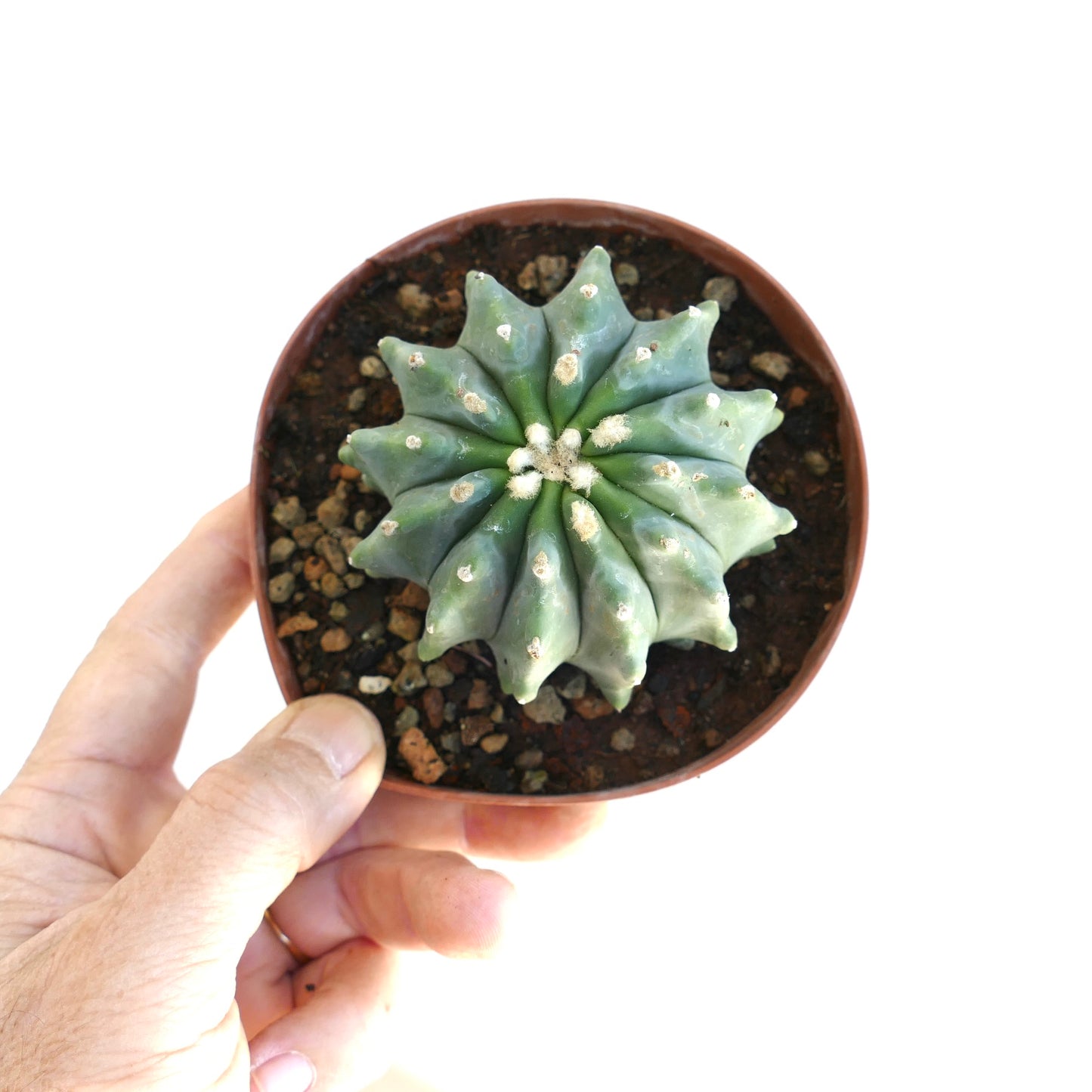 Ferocactus glaucescens succulent cactus with rounded ribs and white areoles in small pot