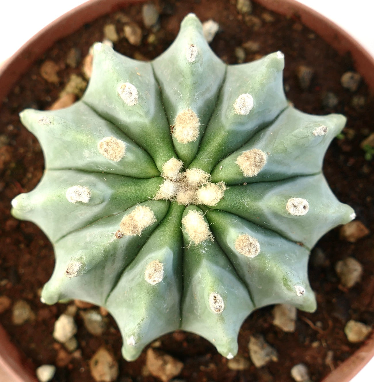 Ferocactus glaucescens cv URASAKI succulent cactus with rounded ribs and white woolly areoles in pot