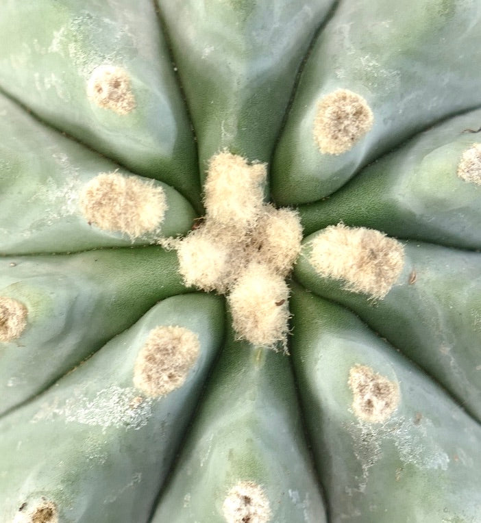 Ferocactus glaucescens succulent cactus with green ribs and dense woolly areoles close-up