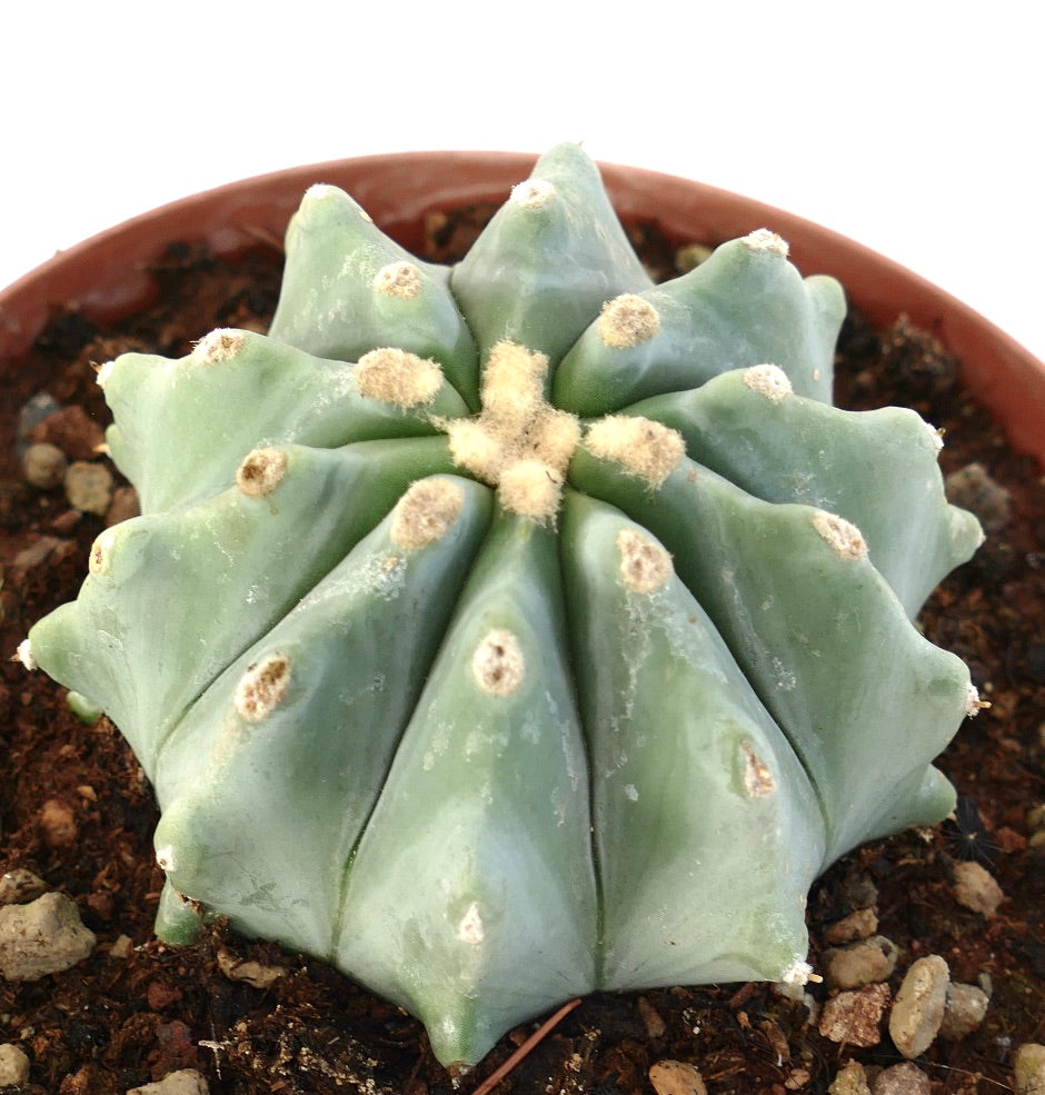 Ferocactus glaucescens succulent cactus with thick ribbed body and woolly areoles