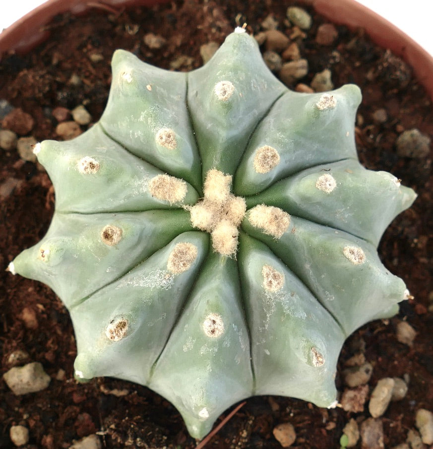 Ferocactus glaucescens cv URASAKI rare succulent cactus with blue-green ribs and woolly areoles