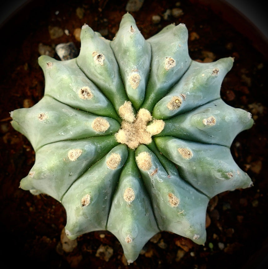 Ferocactus glaucescens cv URASAKI rare succulent cactus with thick blue-green ribs and woolly areoles
