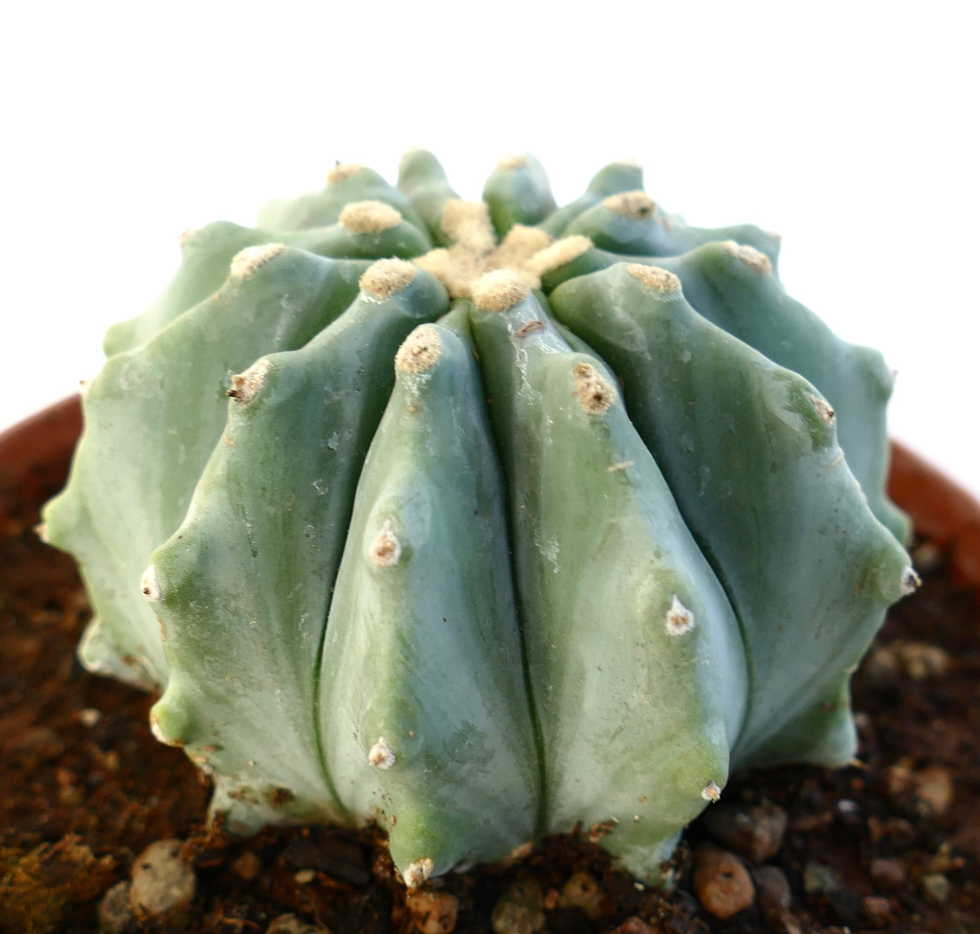 Ferocactus glaucescens cv URASAKI rare succulent cactus with thick blue-green ribs and small areoles
