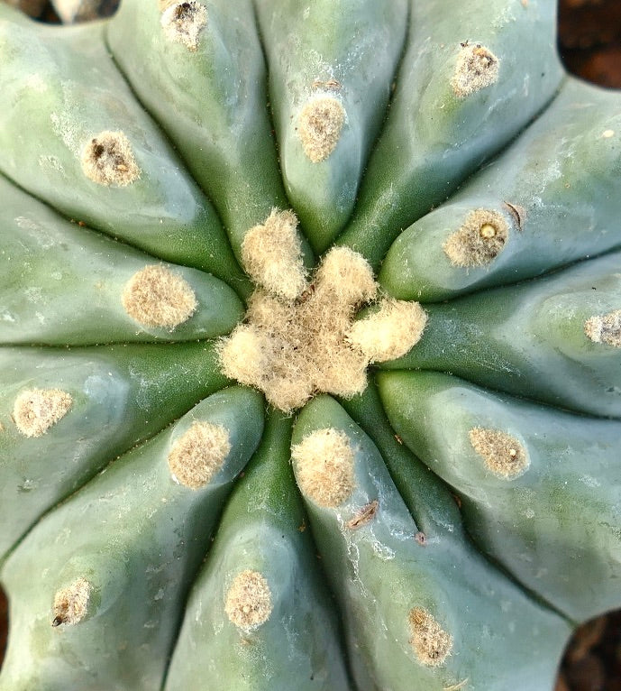Ferocactus glaucescens cv URASAKI succulent cactus with blue-green ribs and woolly areoles close-up