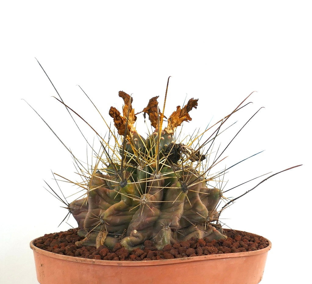 Ferocactus hamatacanthus zeldzame vetplant cactus met lange stekels en gerimpeld lichaam in pot