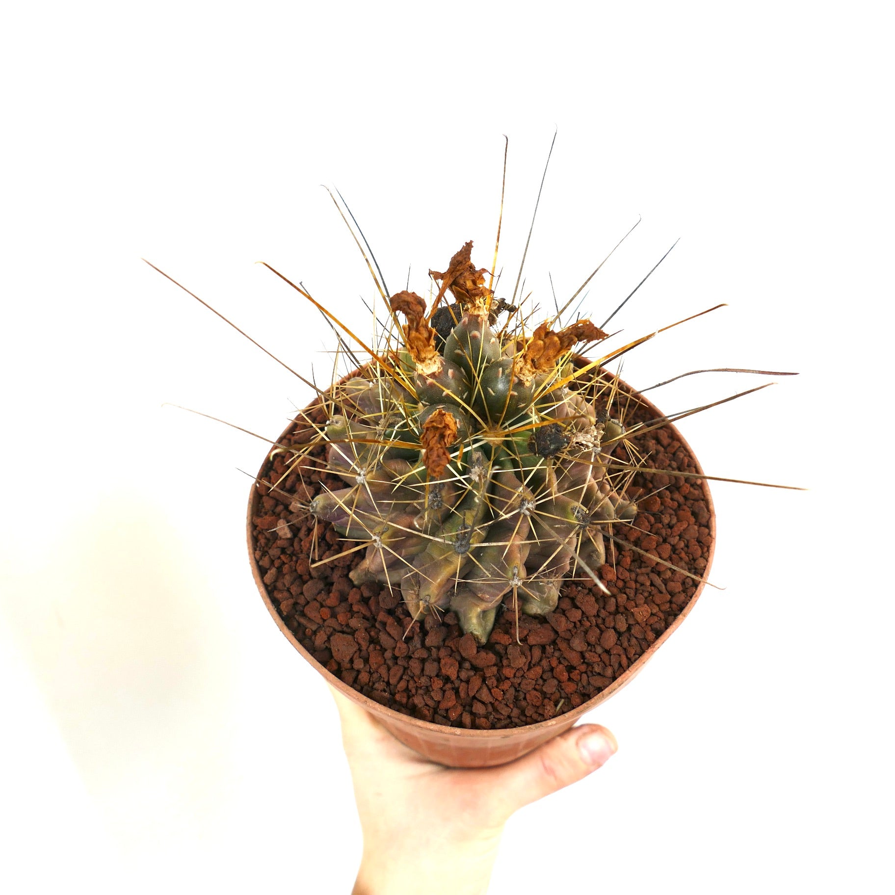 Ferocactus hamatacanthus succulent cactus met lange gele stekels en gedroogde bloemresten in pot