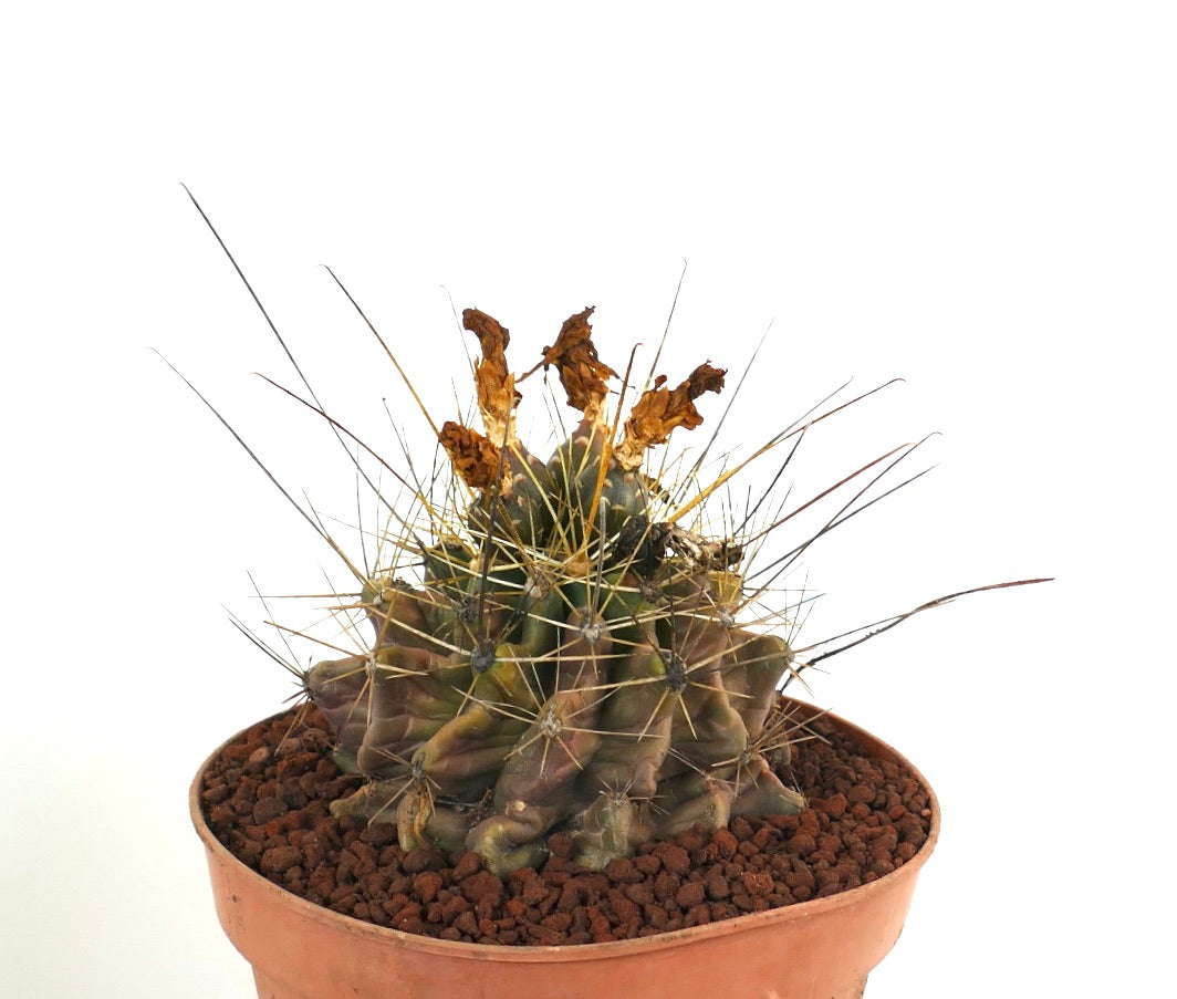Ferocactus hamatacanthus zeldzame vetplant cactus met lange stekels en gedroogde bloemrestanten in pot