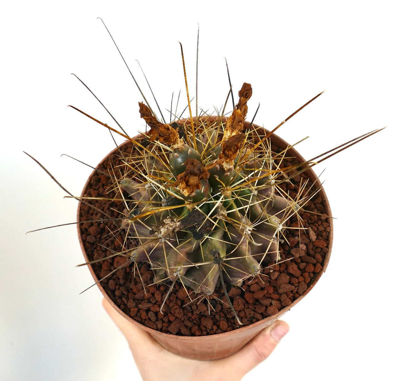 Ferocactus hamatacanthus vetplant cactus met lange gele stekels en gedroogde bloemenresten in pot