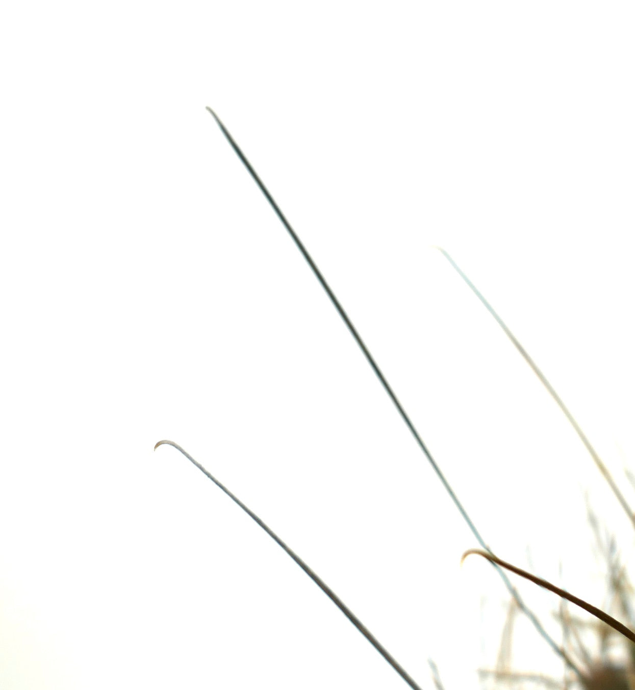 Ferocactus hamatacanthus close-up van lange gebogen stekels op een vetplant cactus