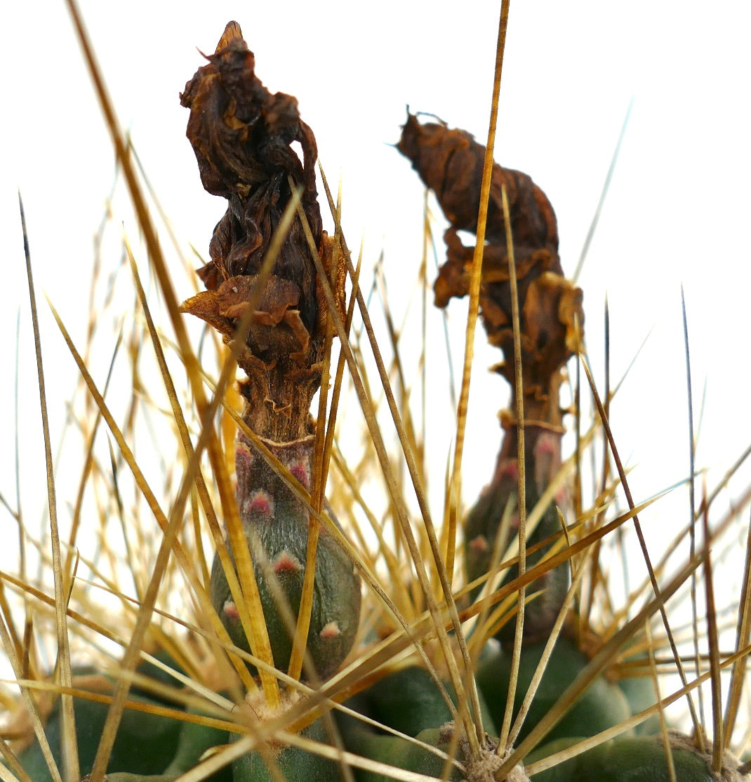 Ferocactus hamatacanthus suculento cactus con largas espinas doradas y restos de flores secas