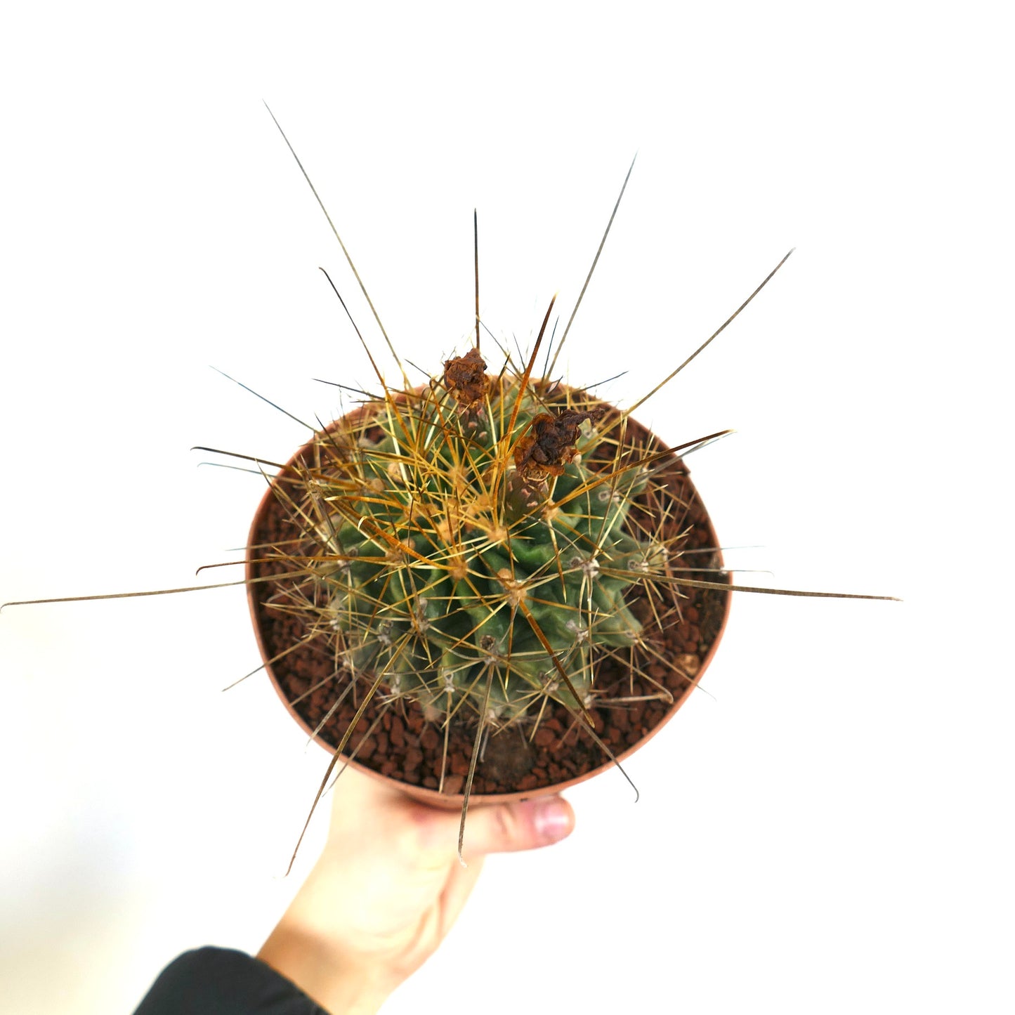 Ferocactus hamatacanthus suculento cactus con espinas largas y afiladas en una maceta pequeña sostenida por la mano