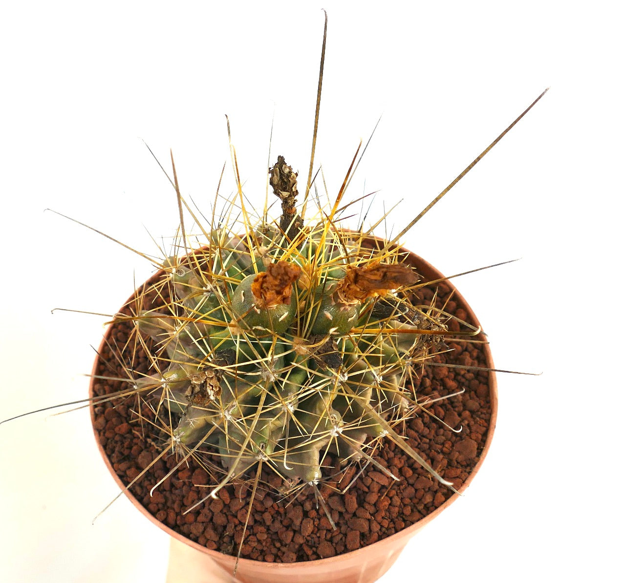 Ferocactus hamatacanthus succulente cactus avec de longues épines dorées et des restes de fleurs séchées en pot