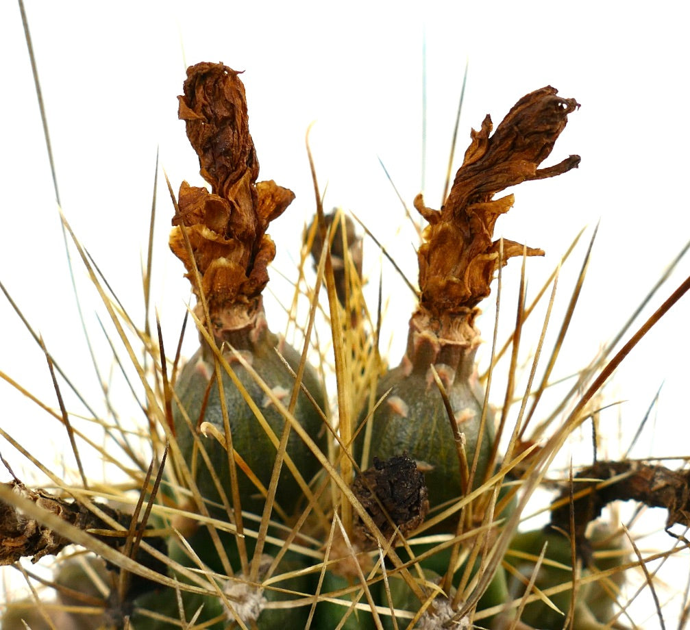 Ferocactus hamatacanthus cactus avec des épines dorées denses et des restes de fleurs séchées