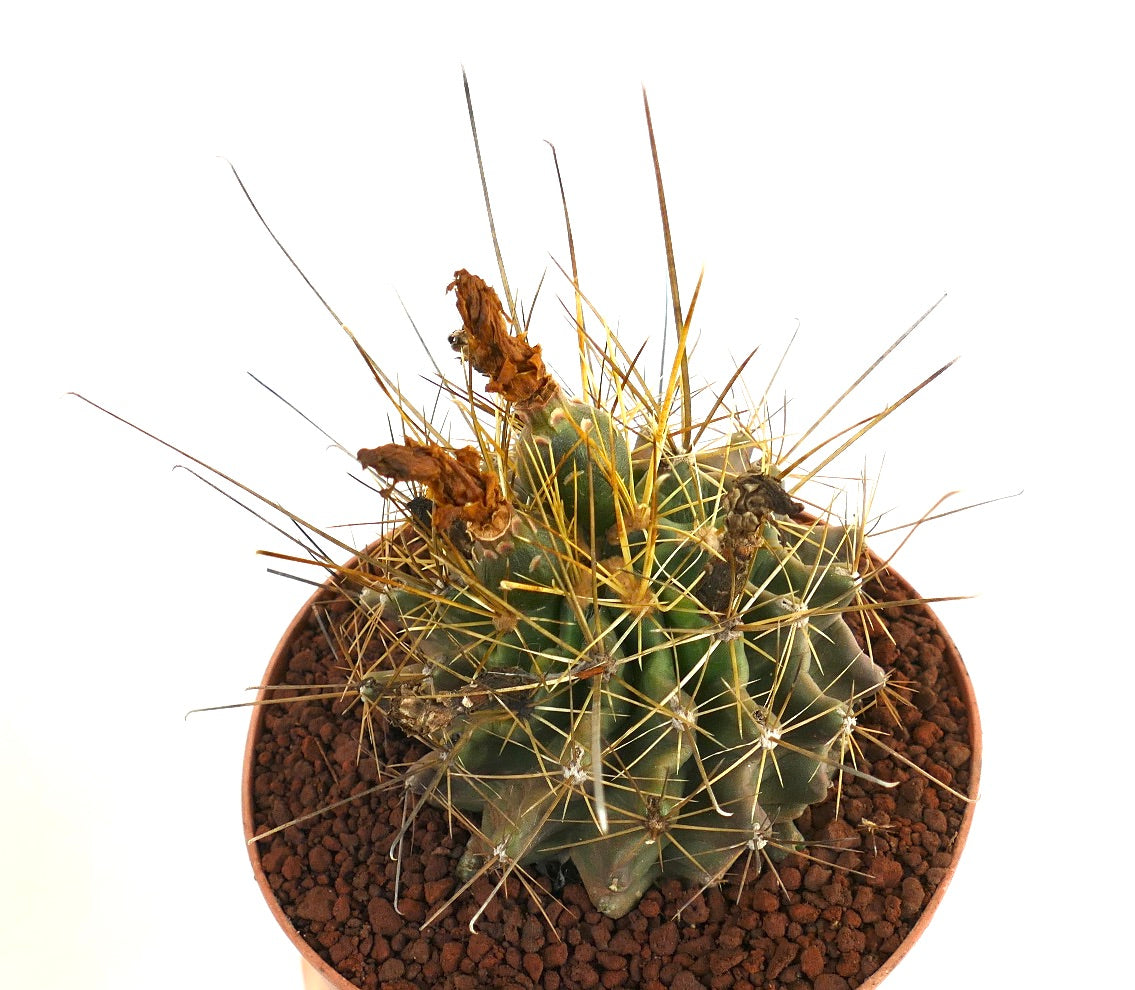 Ferocactus hamatacanthus cactus succulent avec de longues épines dorées et des restes de fleurs séchées