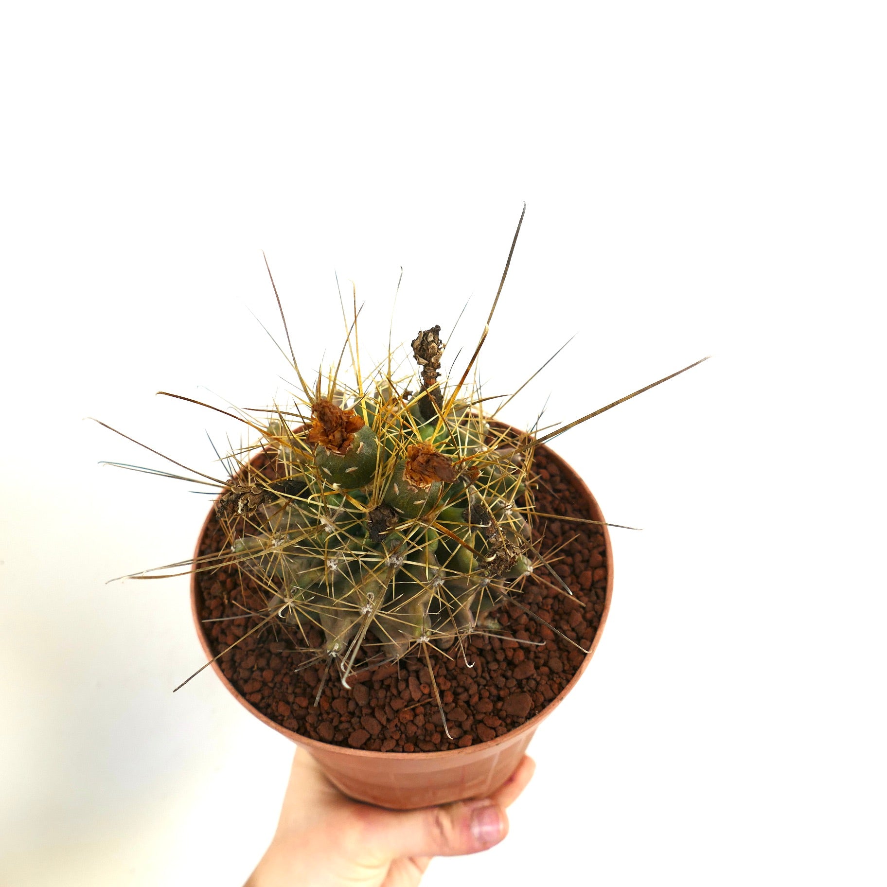 Ferocactus hamatacanthus petit cactus avec de longues épines dorées en pot en terracotta