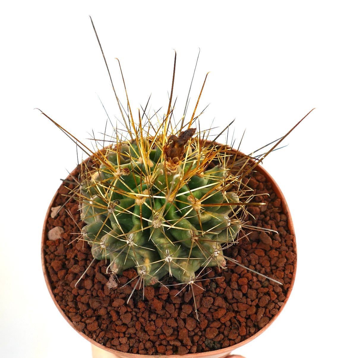 Ferocactus hamatacanthus succulent cactus avec de longues épines dorées en pot en terre cuite