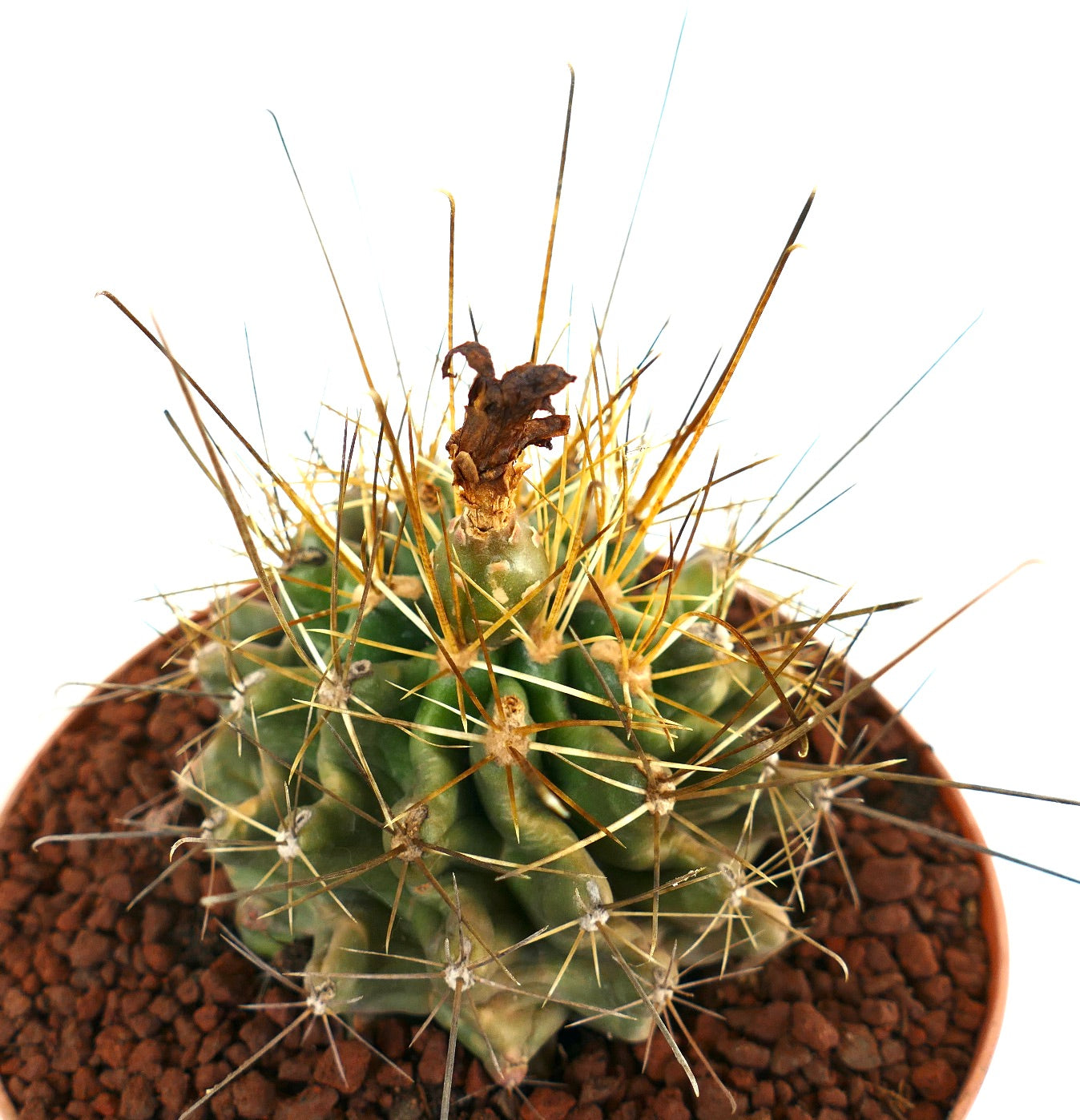 Ferocactus hamatacanthus cactus succulent avec de longues épines jaunes et brunes tranchantes en pot