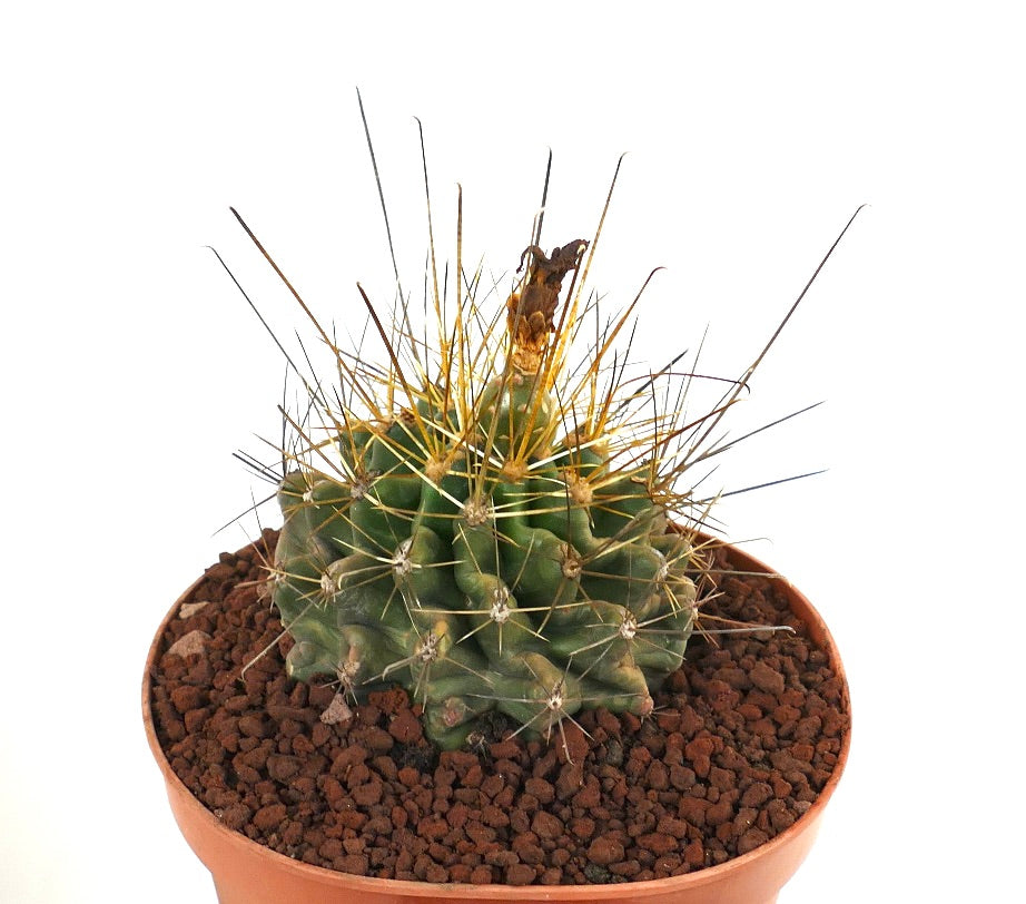 Ferocactus hamatacanthus petit cactus vert avec de longues épines jaunes acérées en pot