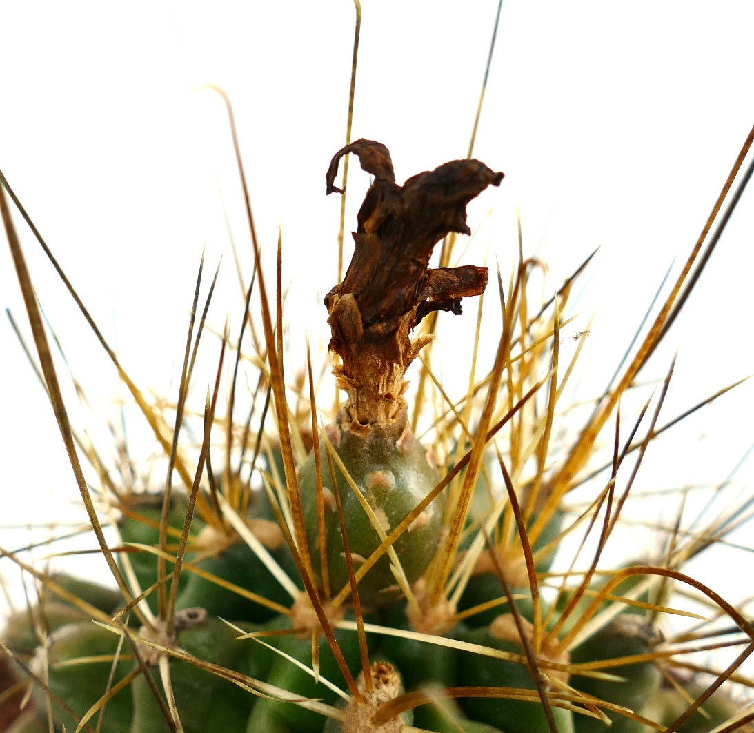 Ferocactus hamatacanthus cactus succulent avec longues épines dorées pointues et restes de fleurs séchées