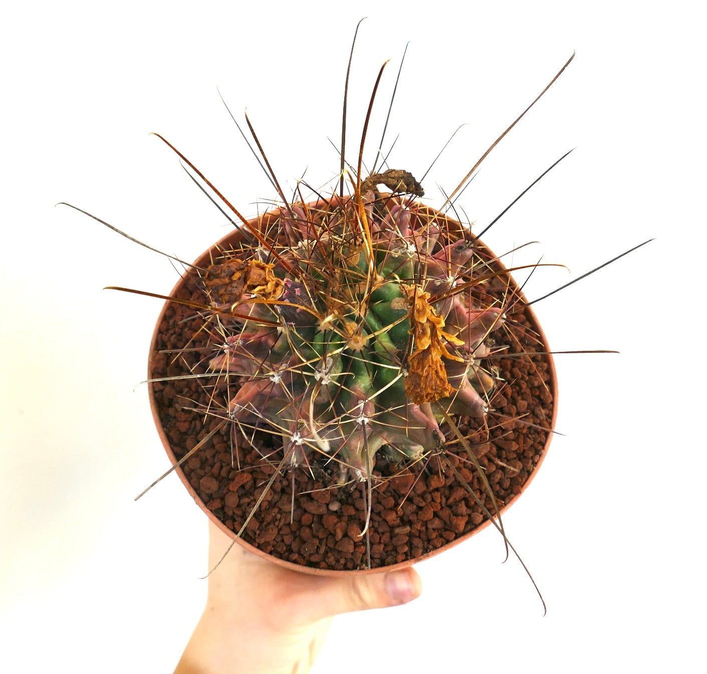 Ferocactus hamatacanthus rare cactus succulent avec de longues épines et une structure de côtes inhabituelle