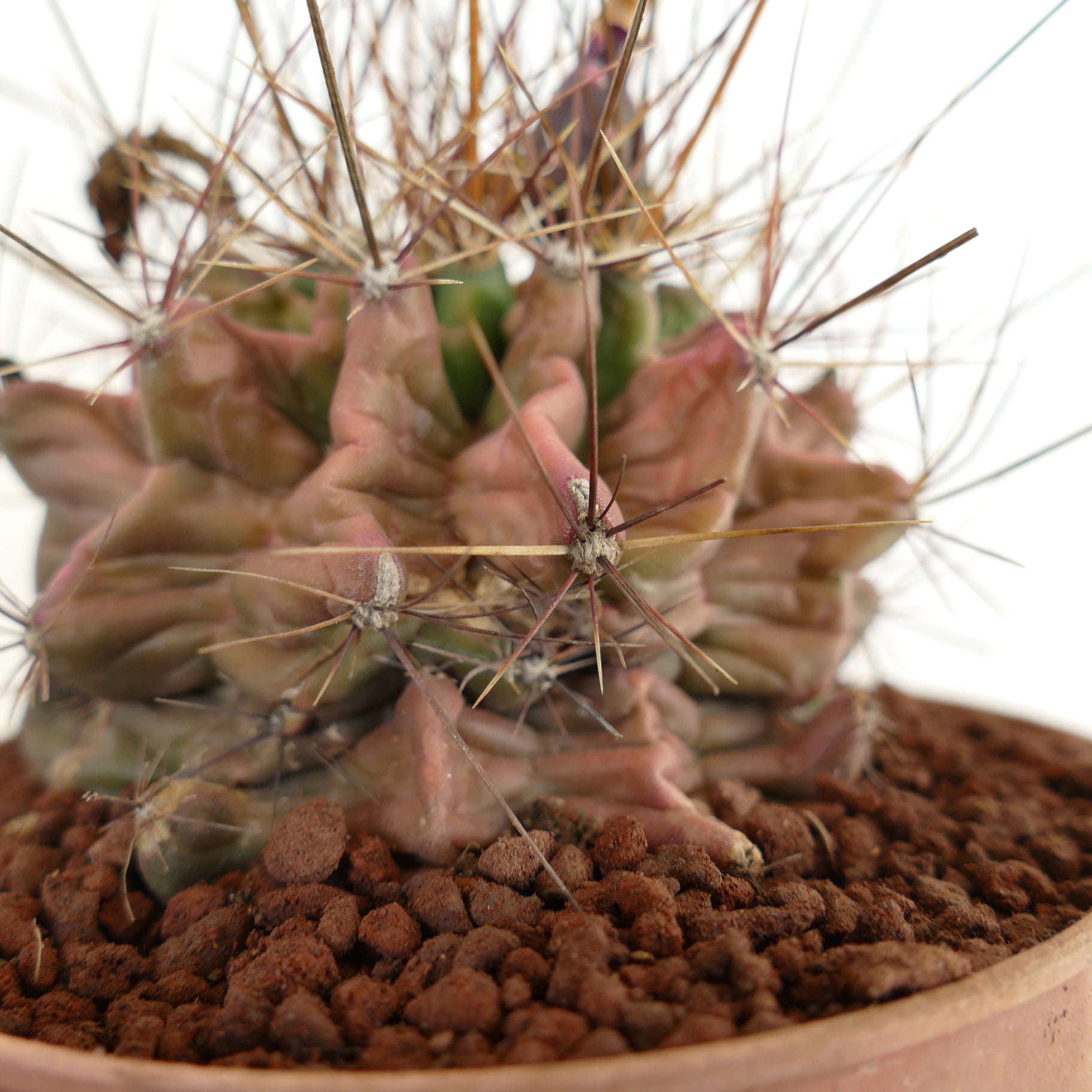 Ferocactus hamatacanthus cactus succulent avec des côtes aux formes inhabituelles et de longues épines en pot