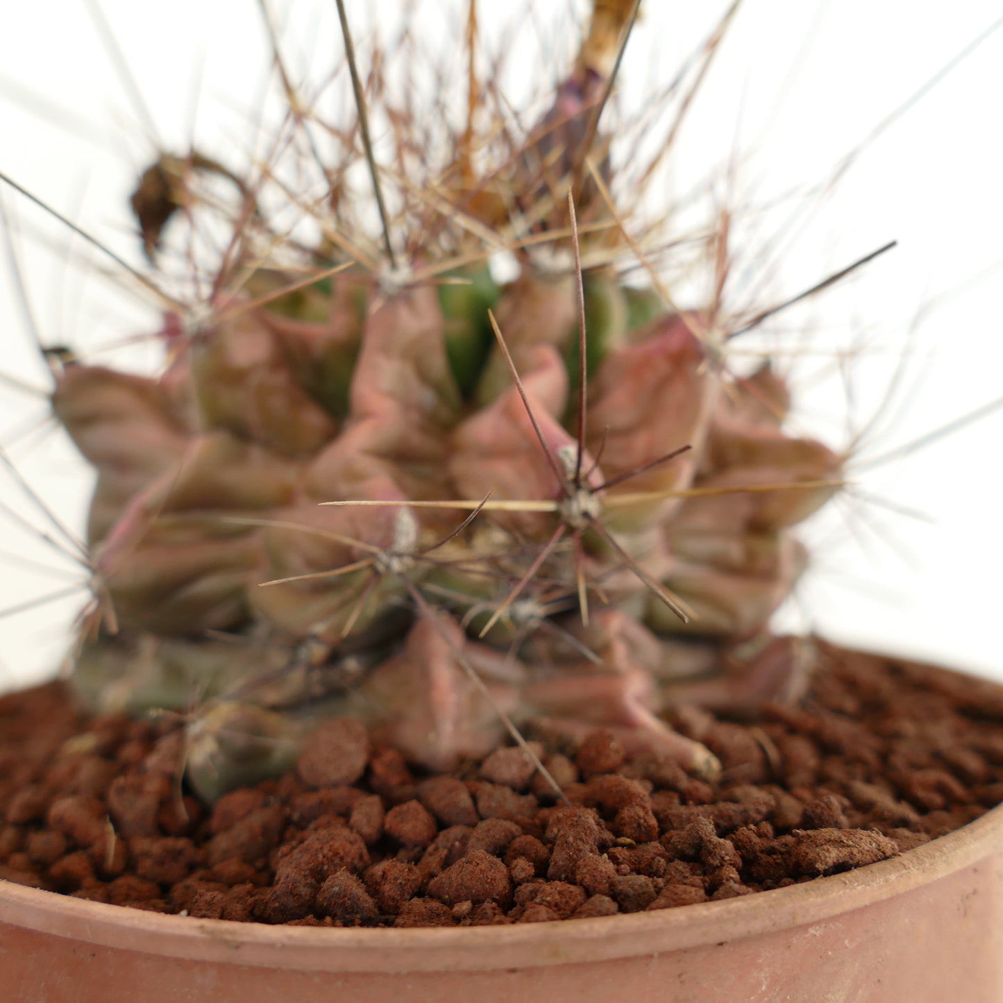 Ferocactus hamatacanthus, cactus succulent aux formes inhabituelles de côtes et longues épines en pot