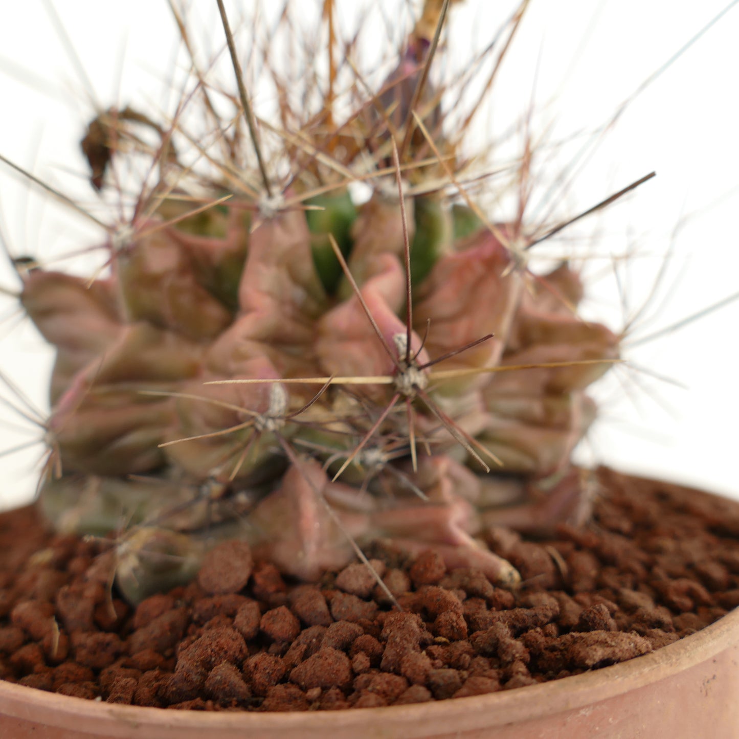 Ferocactus hamatacanthus cactus succulente avec des côtes aux formes inhabituelles et de longues épines en pot