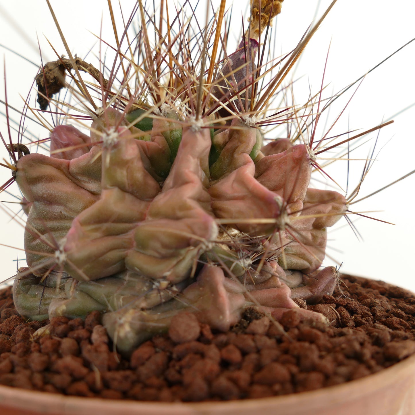 Ferocactus hamatacanthus, cactus succulent avec des côtes aux formes inhabituelles et de longues épines pointues en pot