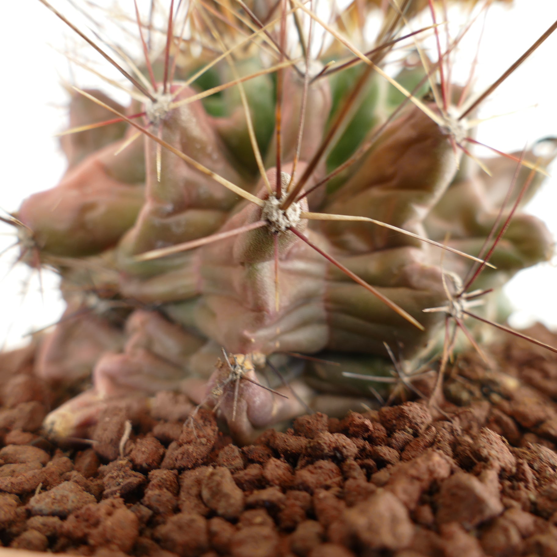 Ferocactus hamatacanthus cactus succulent avec des côtes épaisses inhabituelles et de longues épines dans un sol rocheux