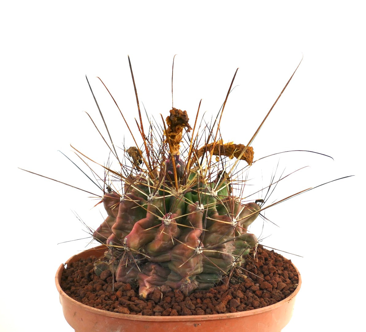 Ferocactus hamatacanthus rare cactus succulent avec côtes torsadées et longues épines en pot