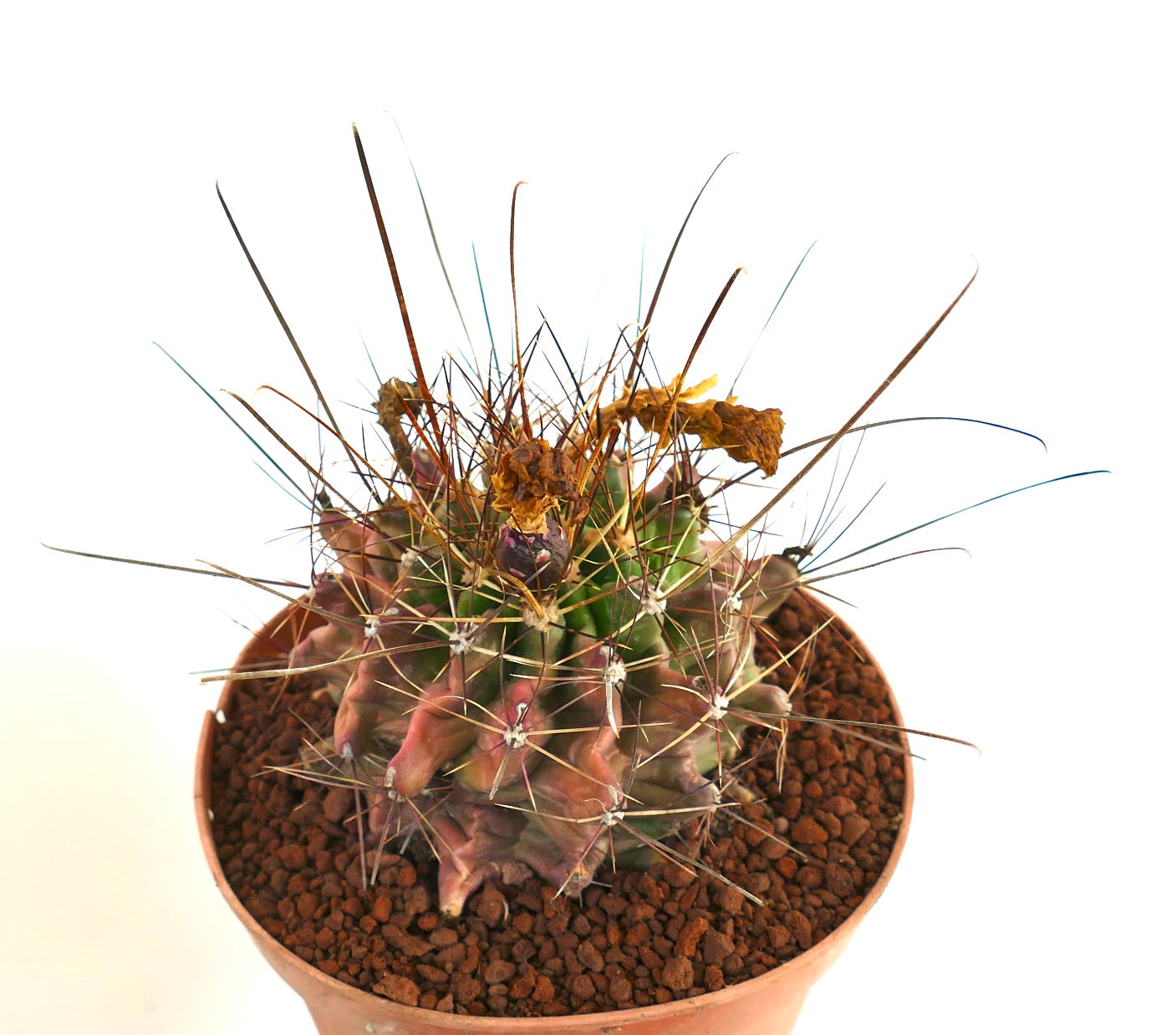 Ferocactus hamatacanthus cactus succulent rare avec de longues épines et une structure côtelée en pot