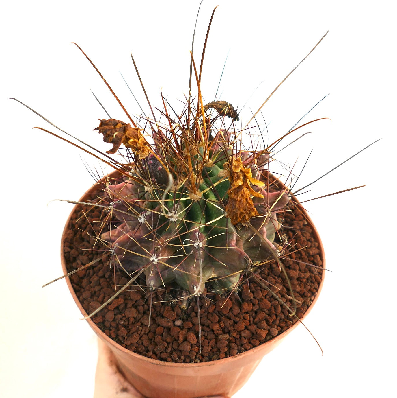 Ferocactus hamatacanthus rare cactus avec de longues épines et un corps vert-violet cannelé en pot