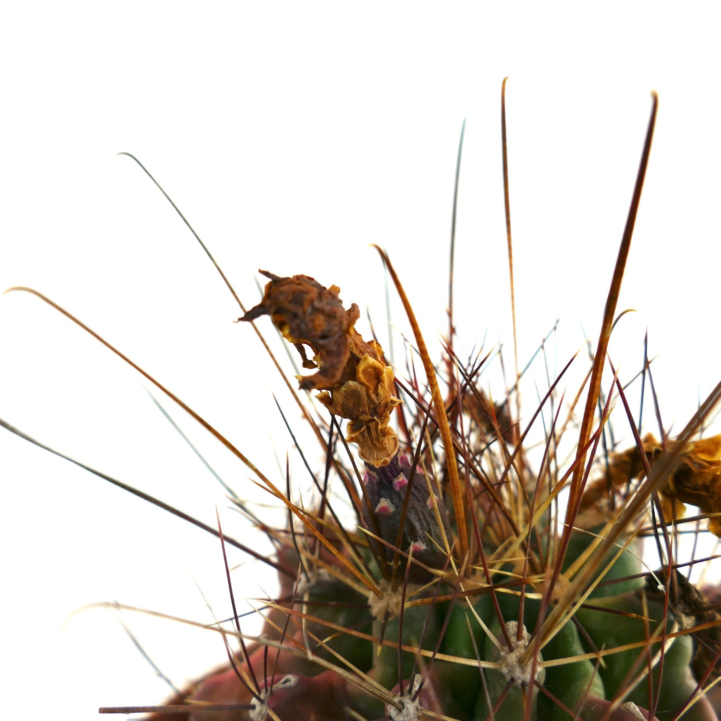 Ferocactus hamatacanthus cactus succulente avec de longues épines brunes et des restes de fleurs séchées