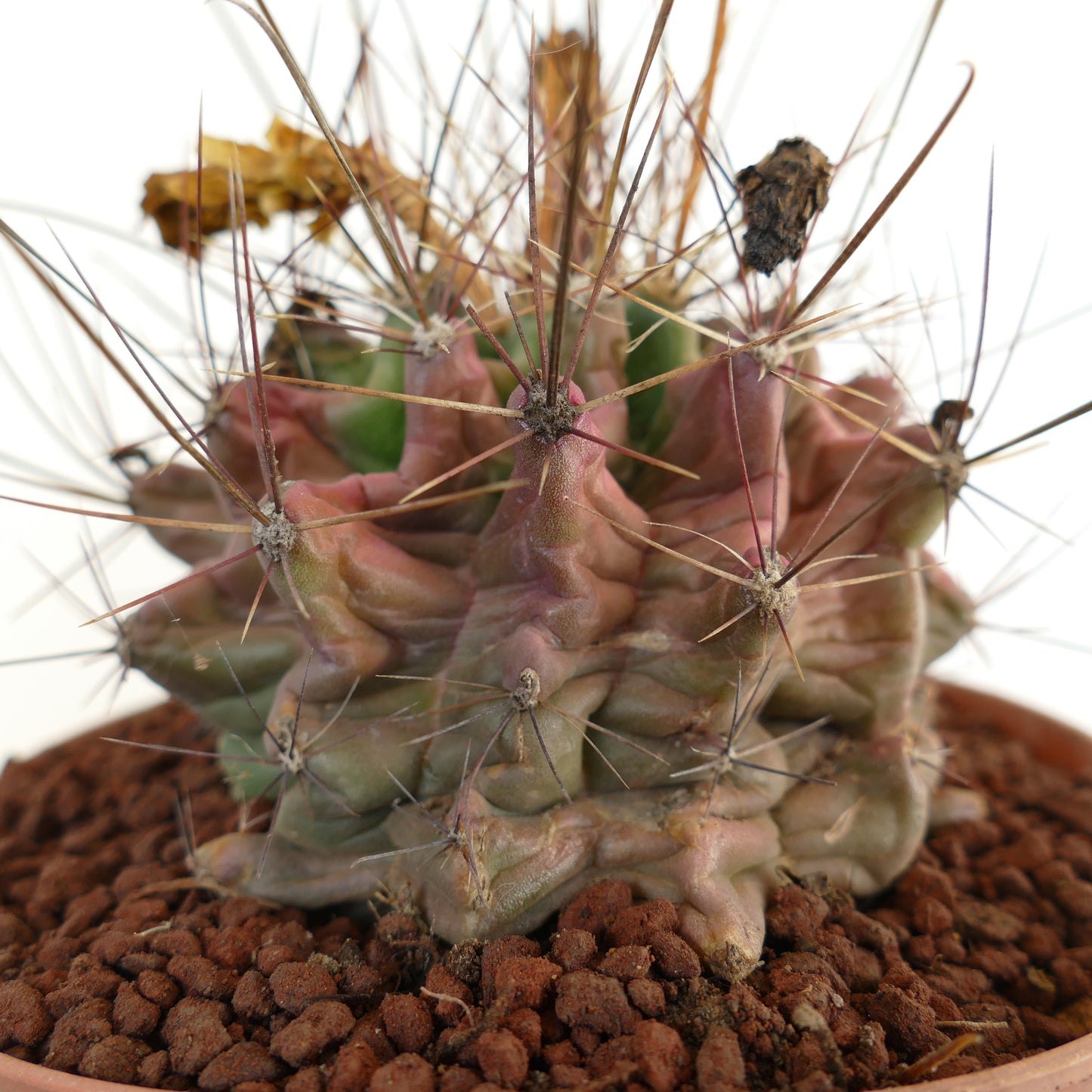 Ferocactus hamatacanthus cactus succulent avec des côtes à formes inhabituelles et de longues épines brunes en pot