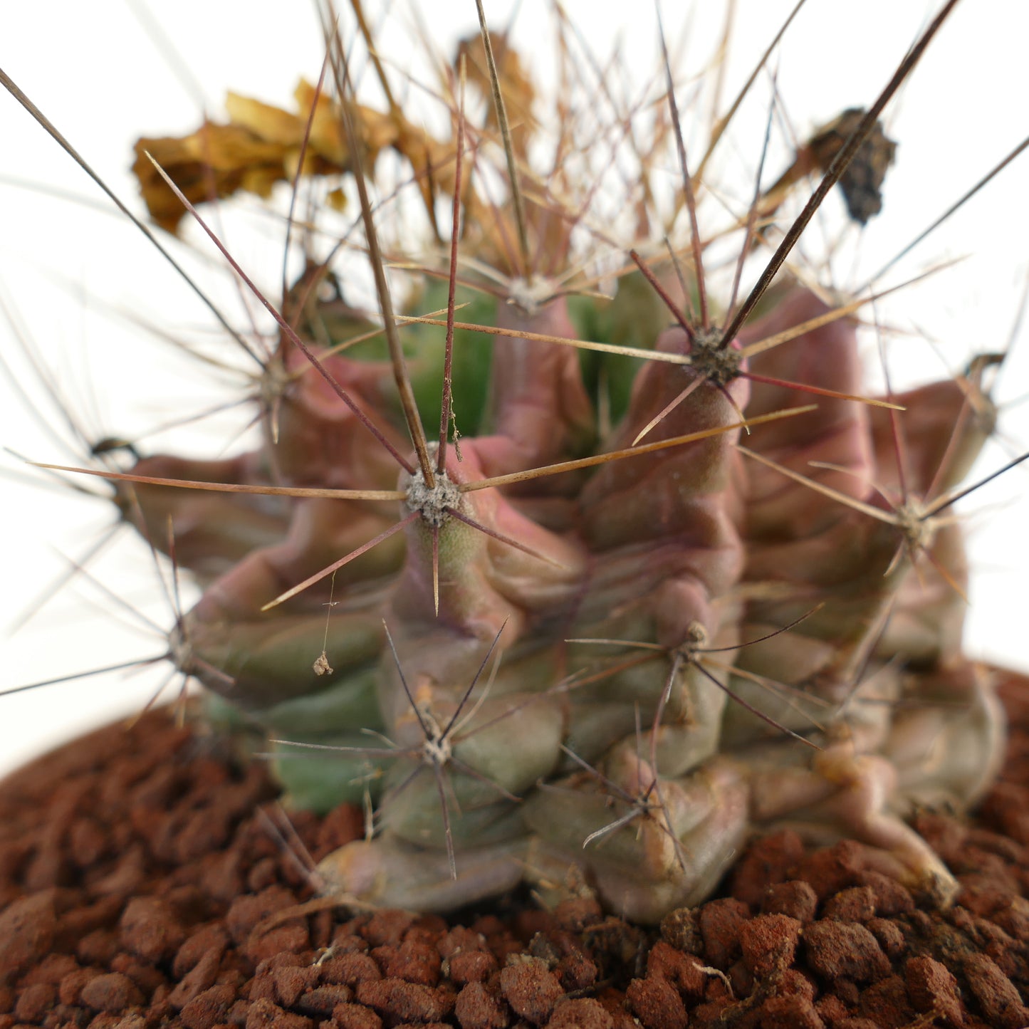 Ferocactus hamatacanthus cactus succulent avec des côtes aux formes inhabituelles et de longues épines dans la terre