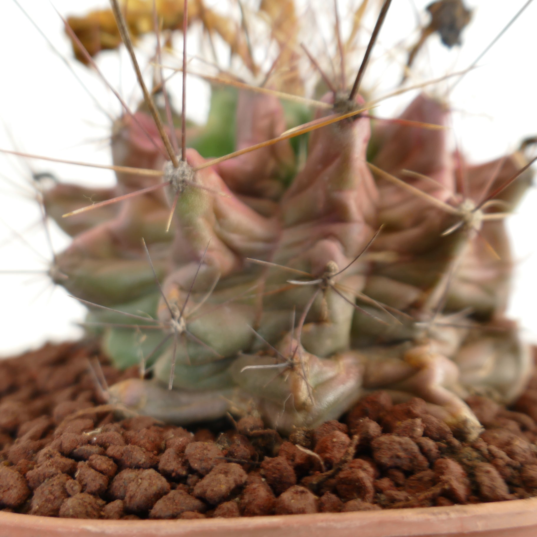 Ferocactus hamatacanthus plante succulente cactus avec des côtes aux formes inhabituelles et de longues épines en pot