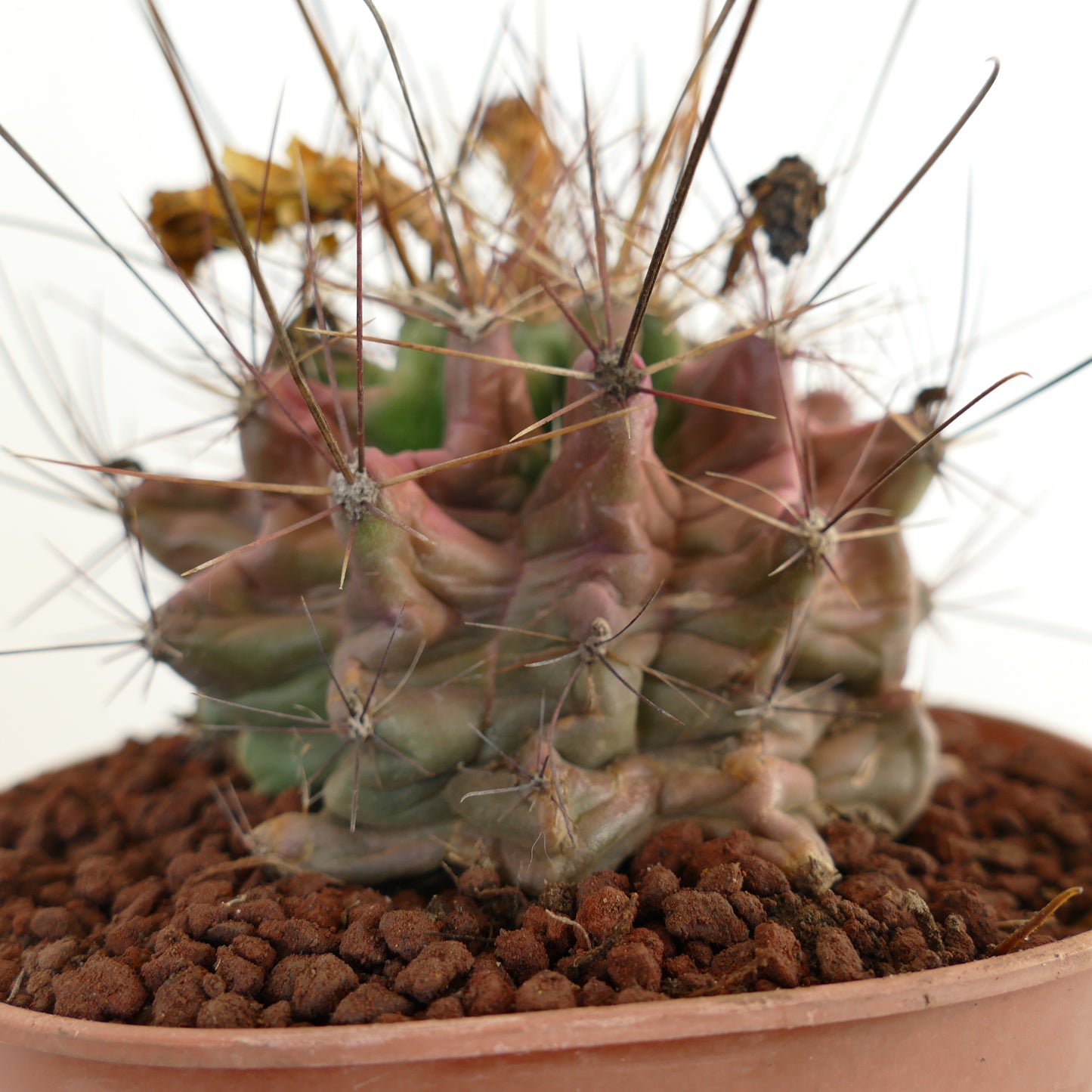 Ferocactus hamatacanthus cactus succulent avec des côtes aux formes inhabituelles et de longues épines en pot