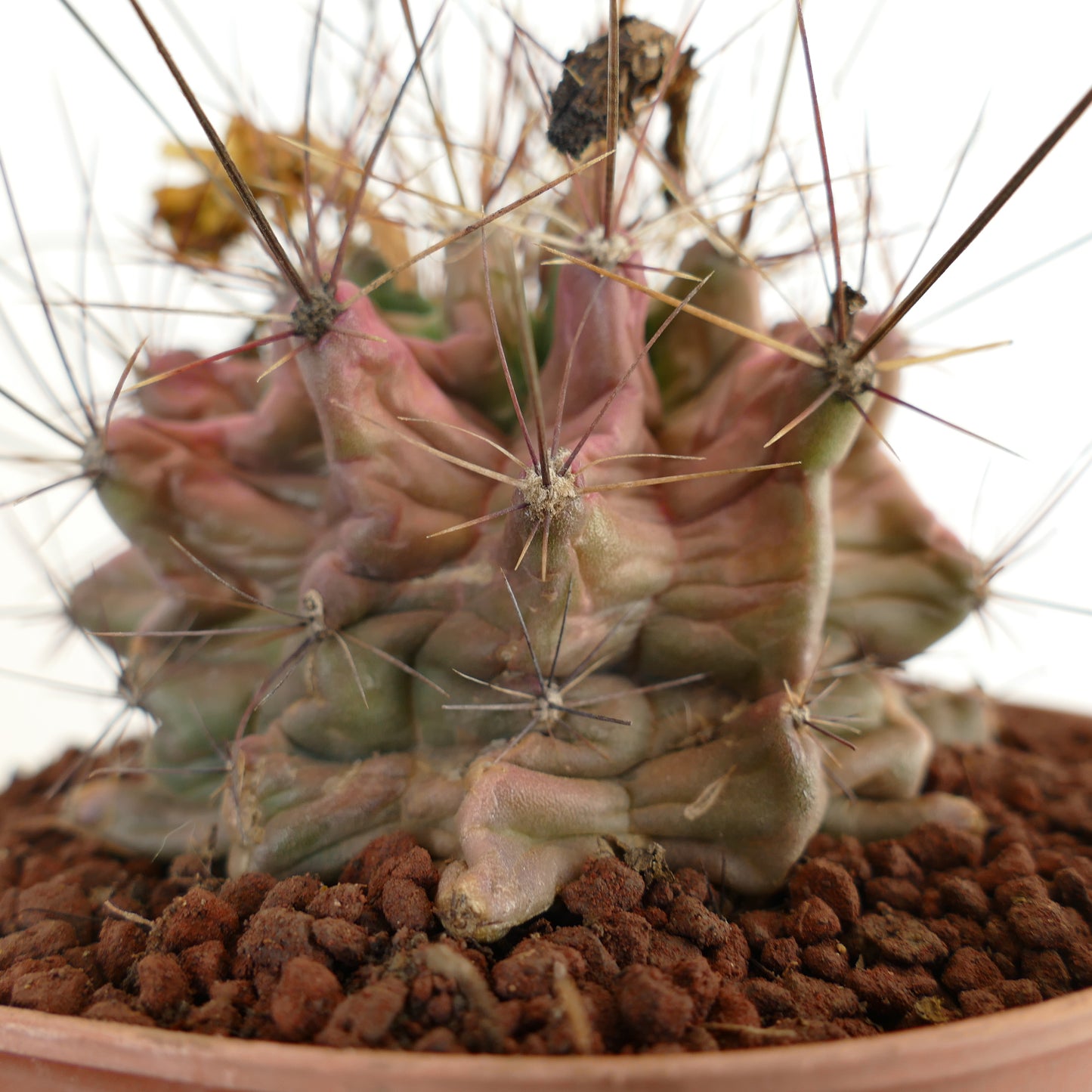 Ferocactus hamatacanthus cactus succulent rare avec côtes torsadées et longues épines en pot