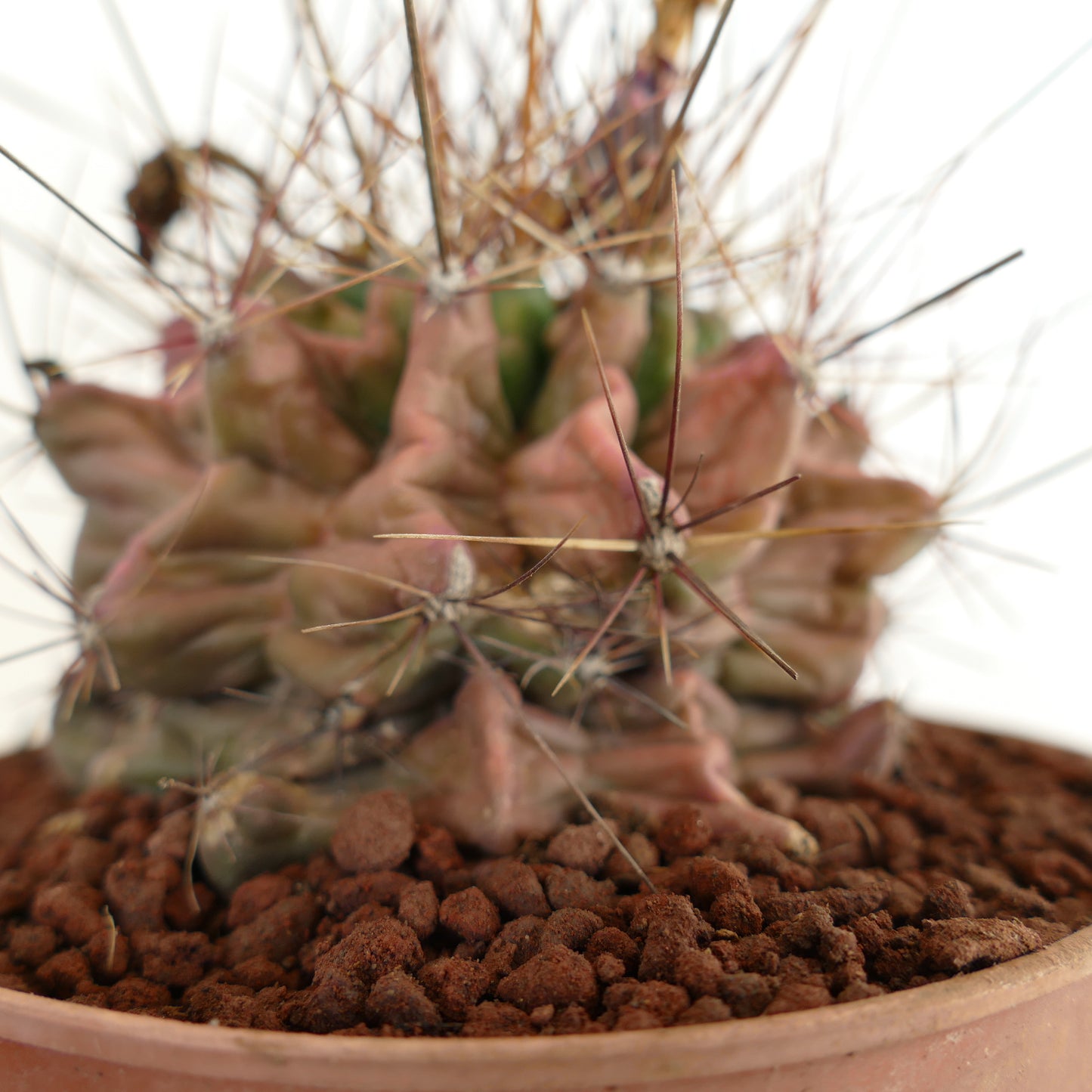 Ferocactus hamatacanthus petit cactus succulent avec des côtes aux formes inhabituelles et de longues épines en pot