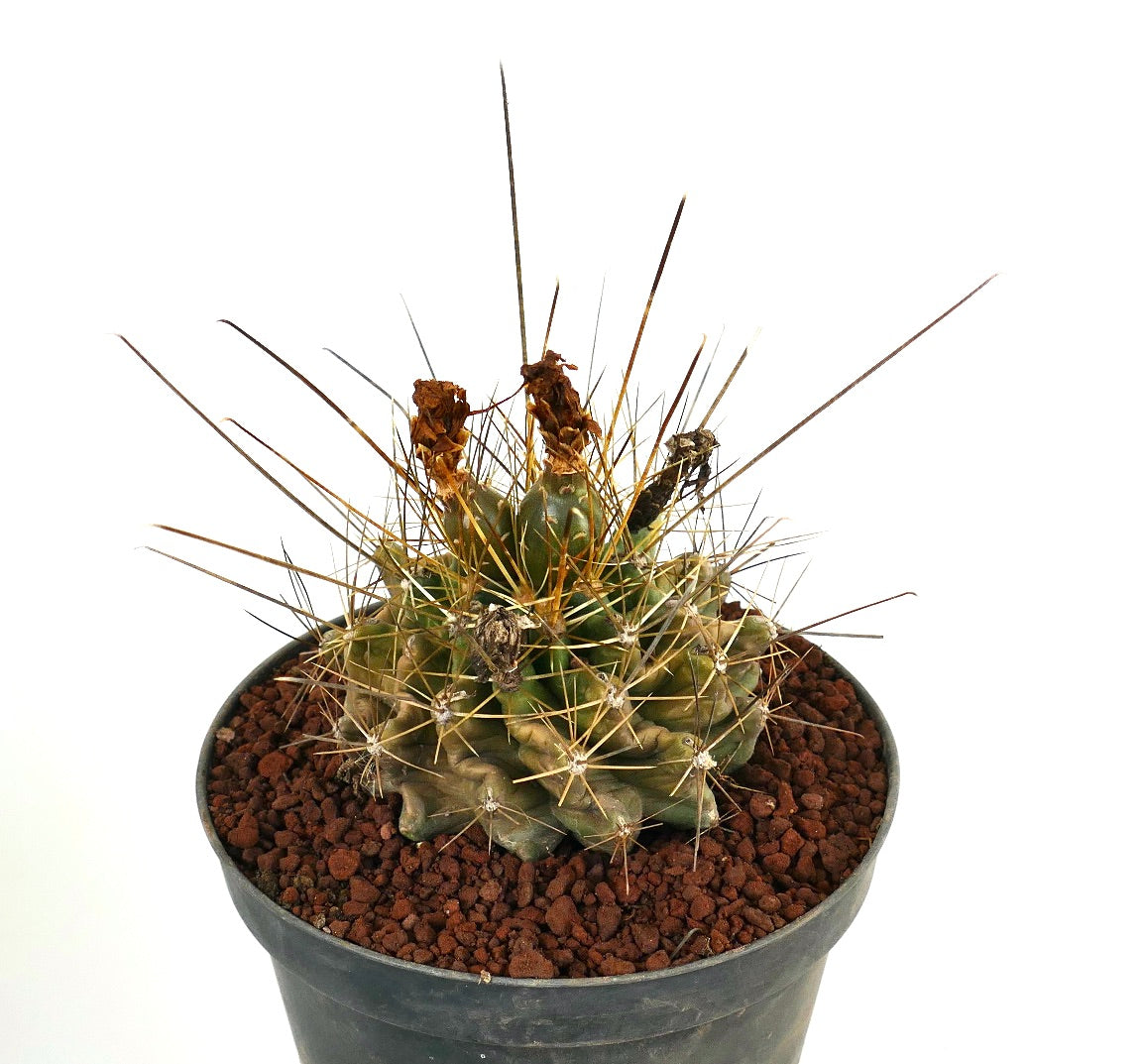 Ferocactus hamatacanthus petit cactus avec des côtes torsadées et de longues épines jaunes pointues en pot