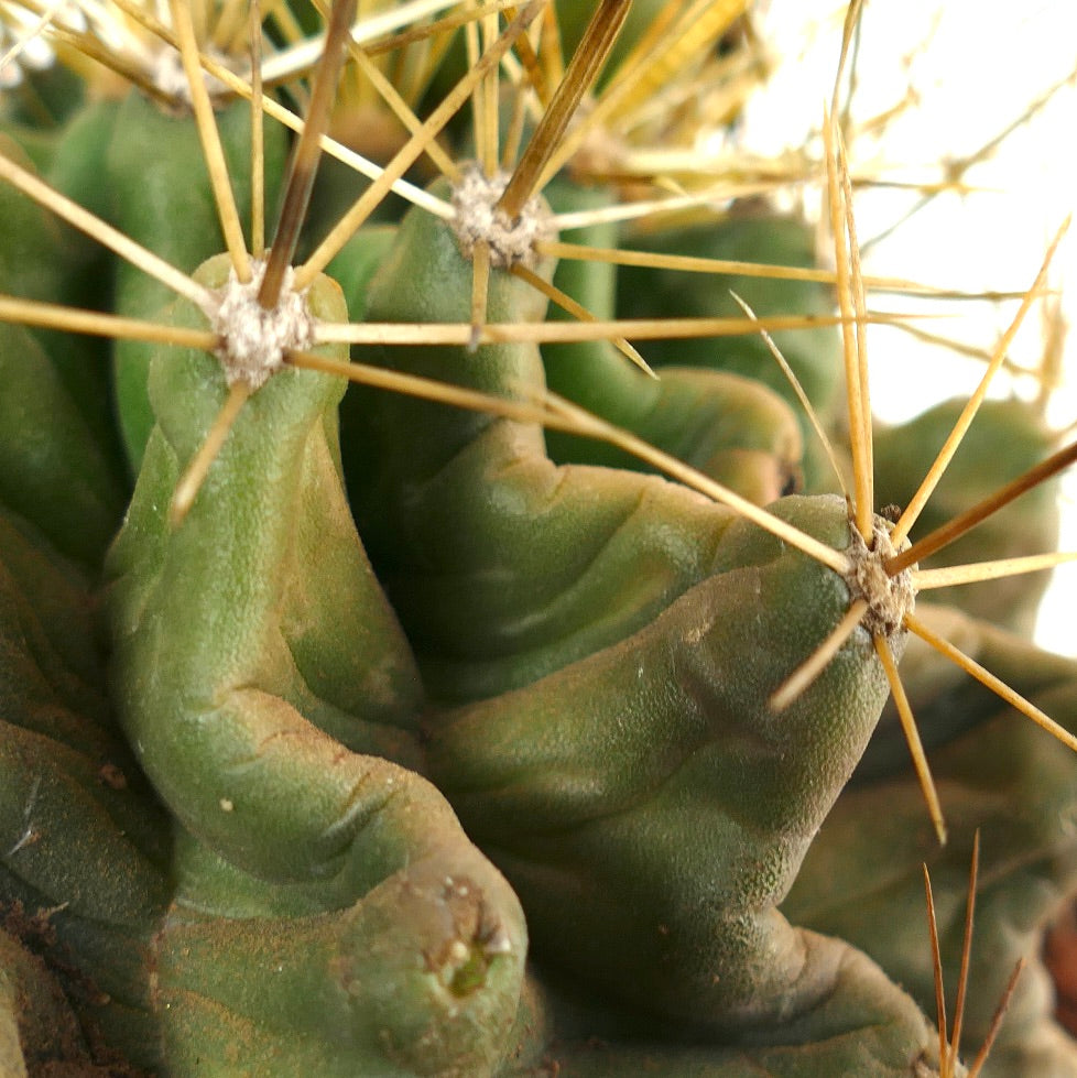 Ferocactus hamatacanthus, cactus succulent avec côtes torsadées et longues épines jaunes en gros plan