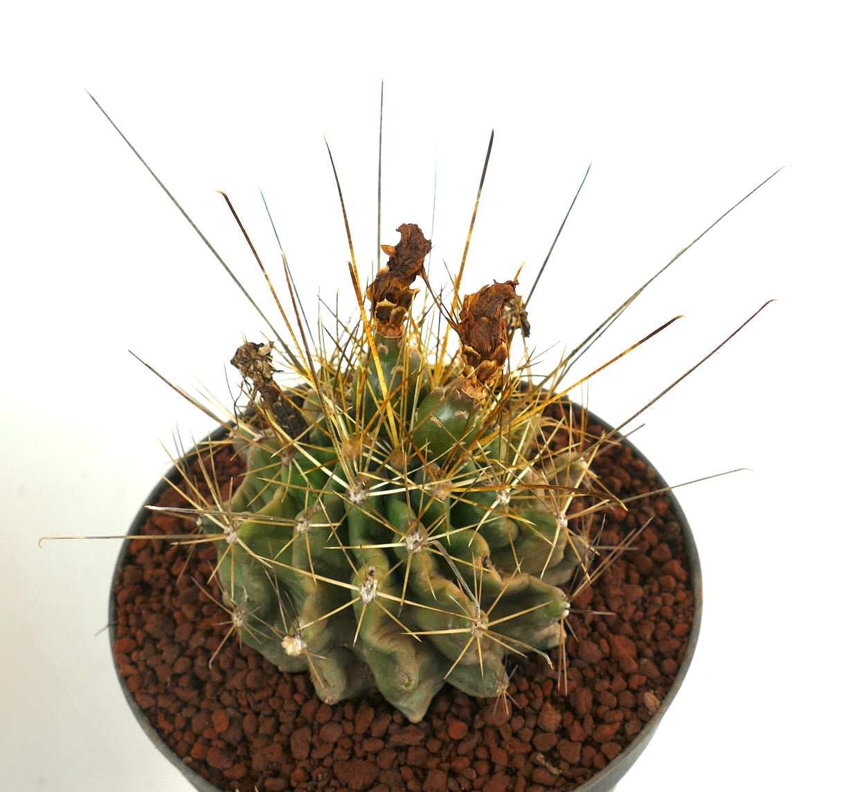 Ferocactus hamatacanthus petit cactus succulent avec de longues épines et des restes de fleurs séchées