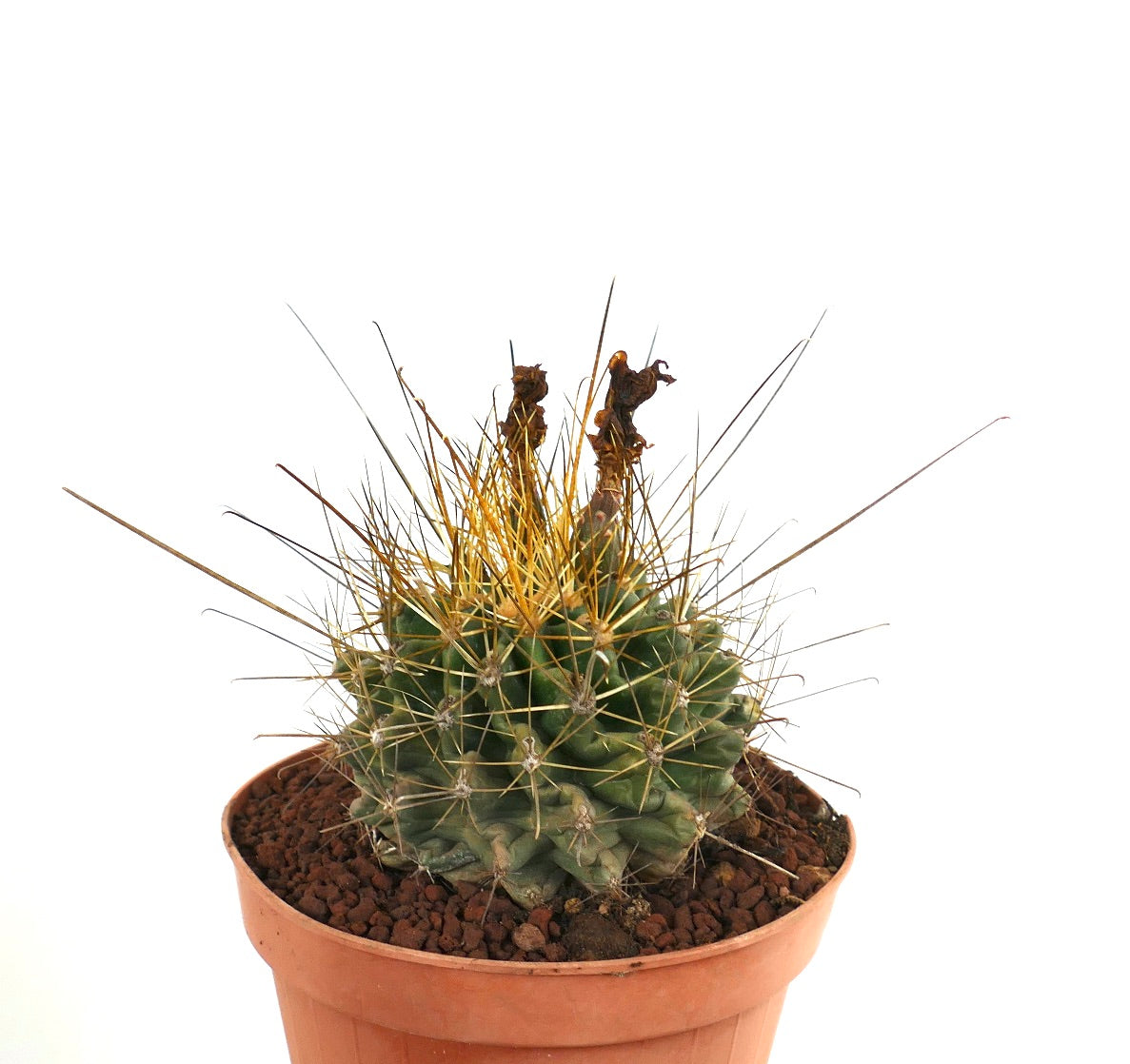 Ferocactus hamatacanthus cactus succulent avec des épines jaunes denses et un corps vert côtelé en pot