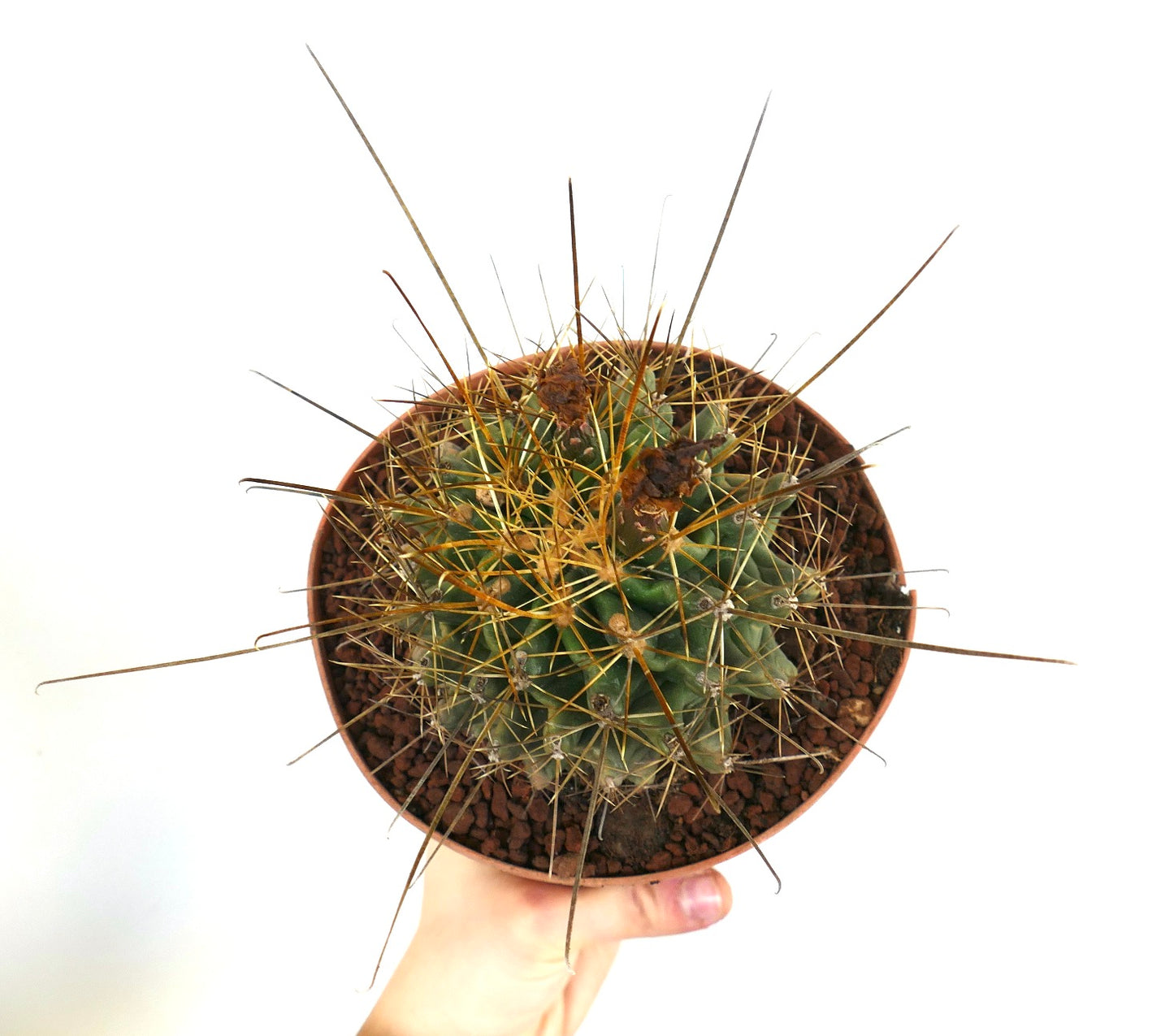 Ferocactus hamatacanthus succulent cactus avec de longues épines jaunes et un corps vert côtelé en pot