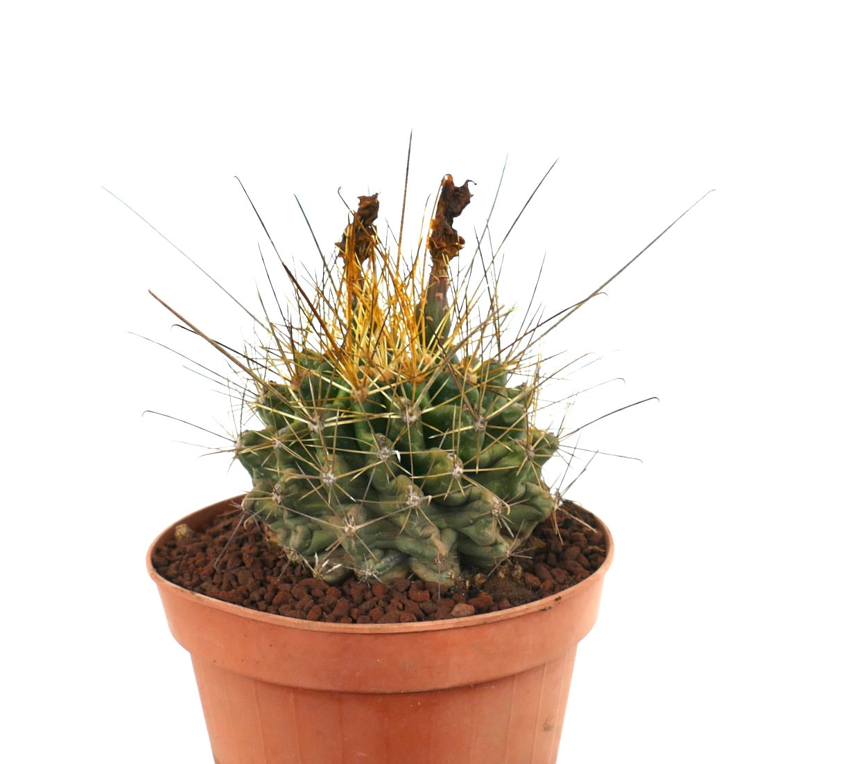 Ferocactus hamatacanthus petit cactus vert avec de longues épines jaunes dans un pot en terre cuite