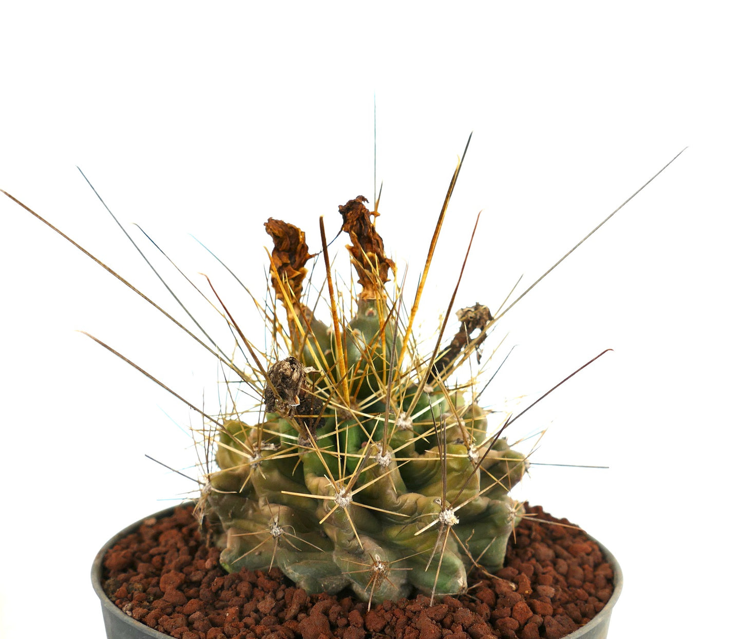 Ferocactus hamatacanthus cactus succulent avec côtes torsadées et longues épines jaunes en pot