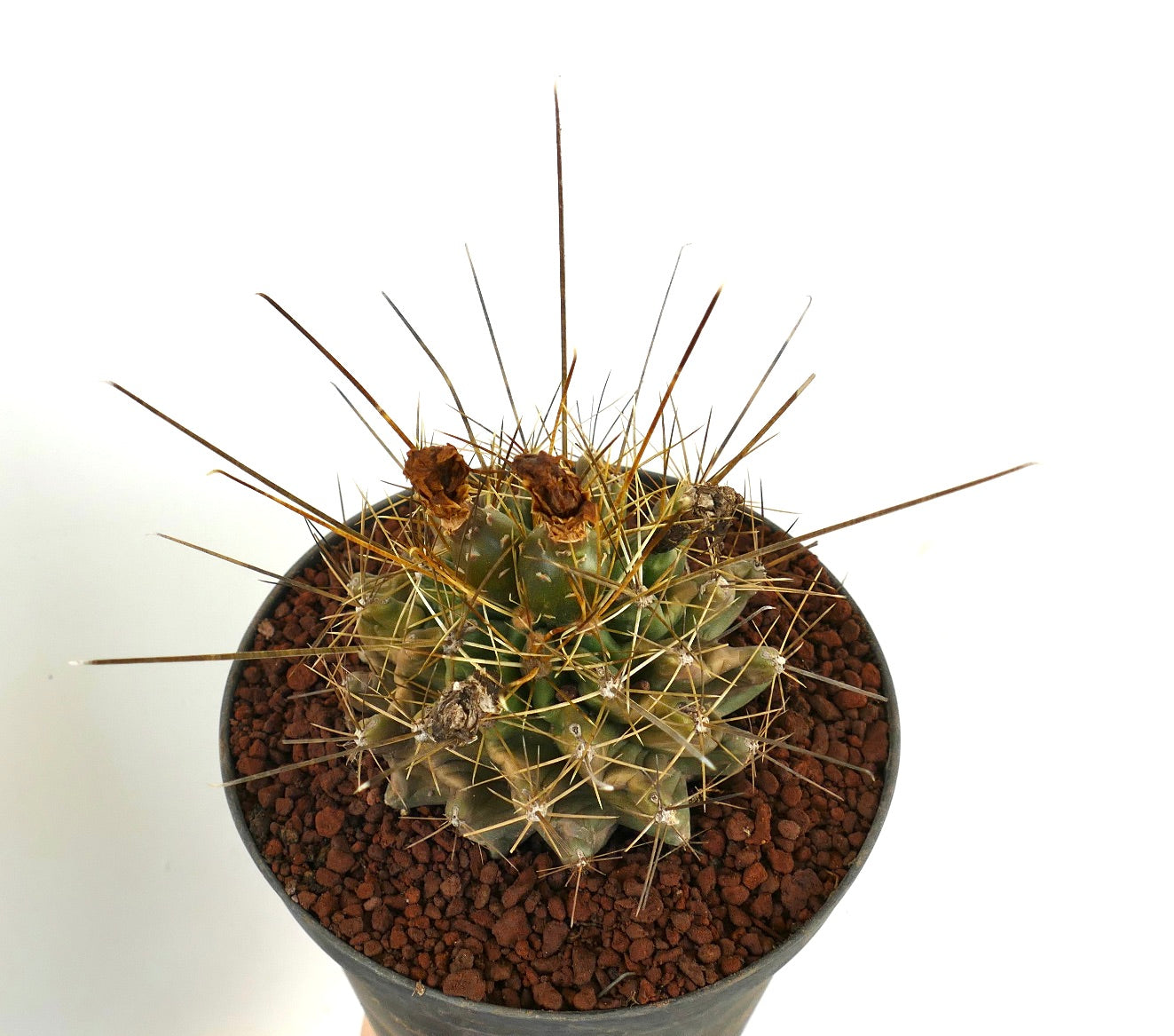 Ferocactus hamatacanthus petit cactus rond avec de longues épines jaunes et des restes de fleurs sèches
