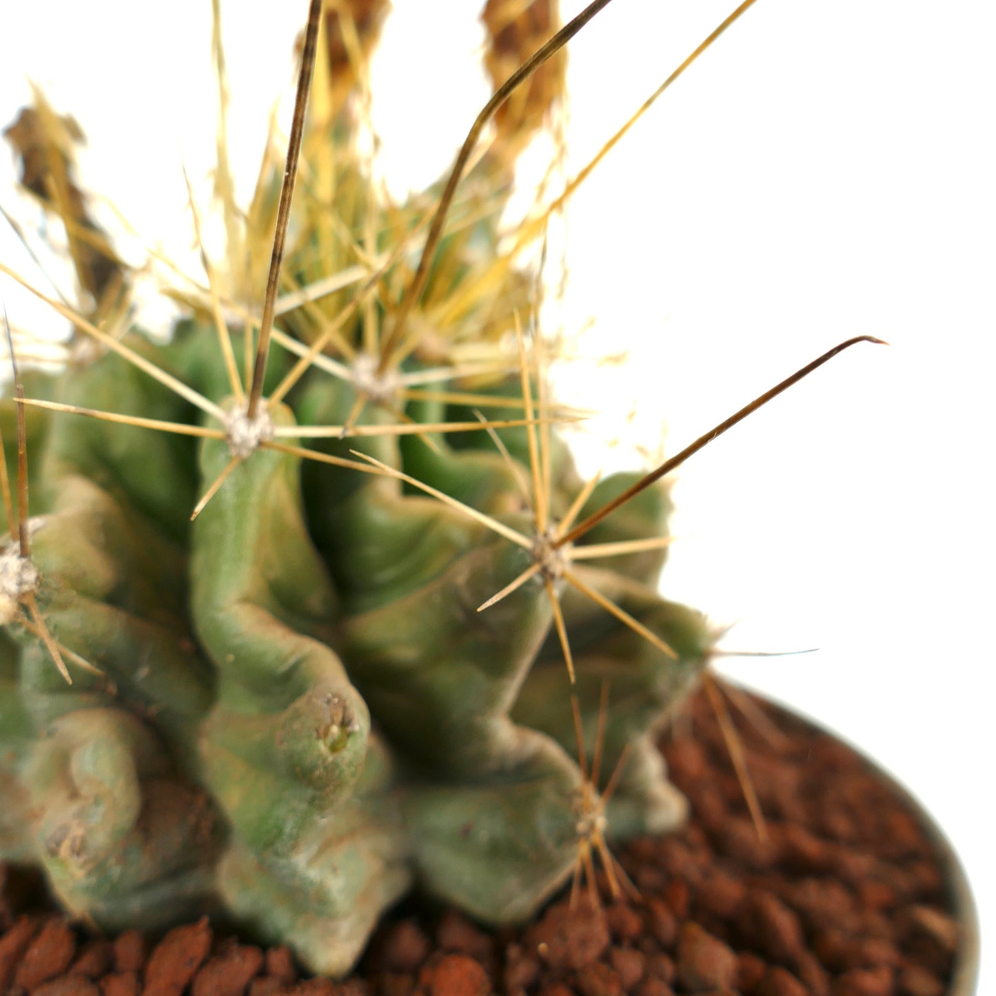 Ferocactus hamatacanthus cactus succulente avec côtes torsadées et longues épines jaunes en pot